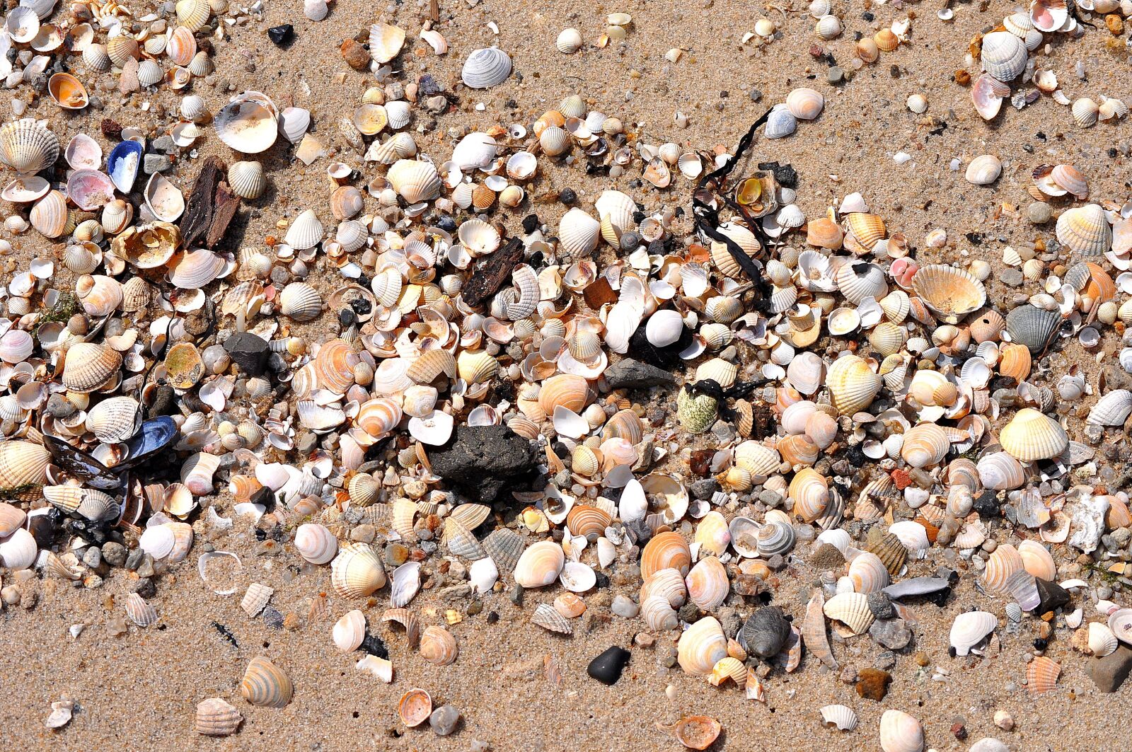 Nikon D5000 sample photo. Mussels, beach, sea photography