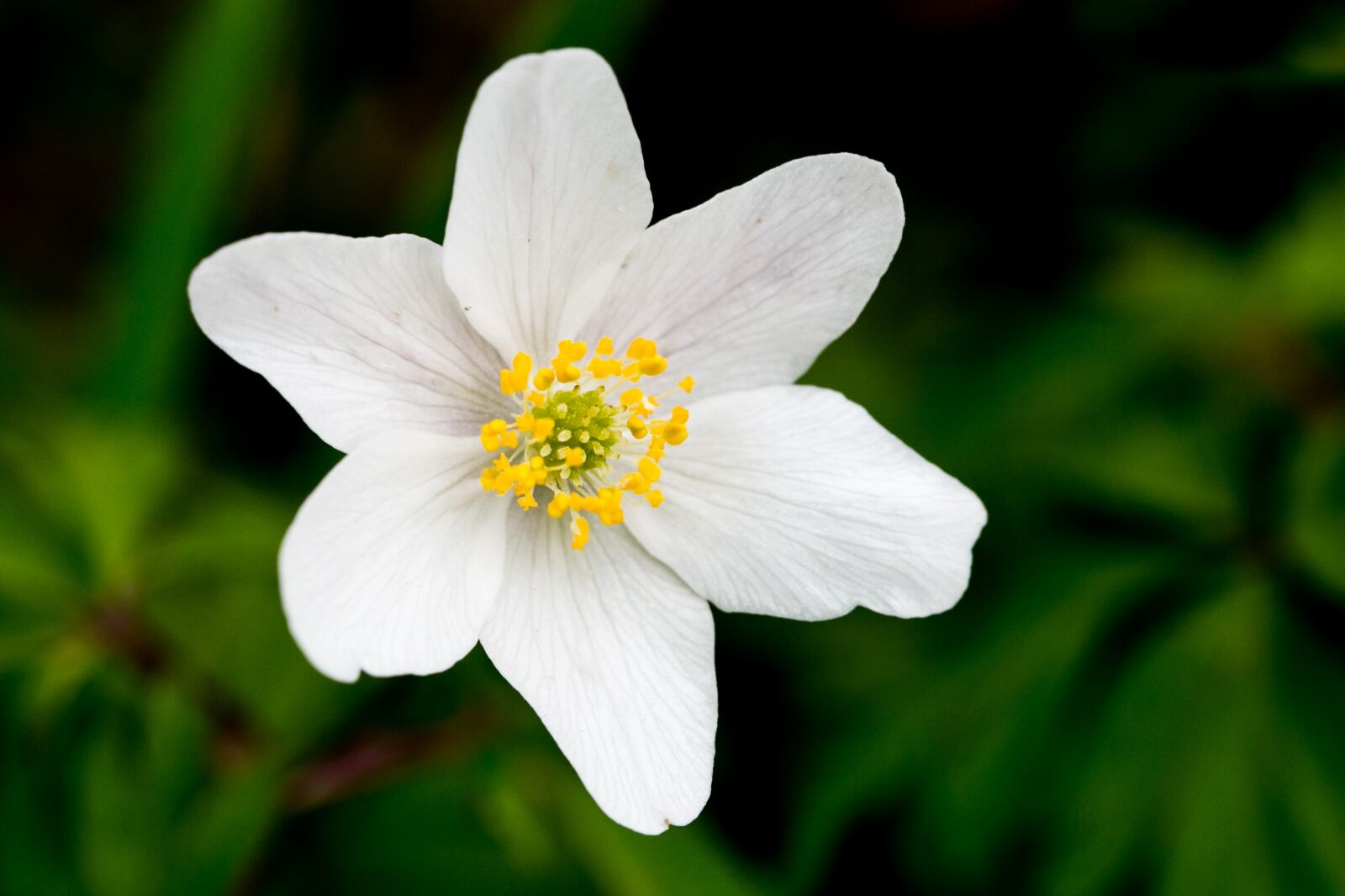 Canon EF 100mm F2.8L Macro IS USM sample photo. Nature, flower, no person photography