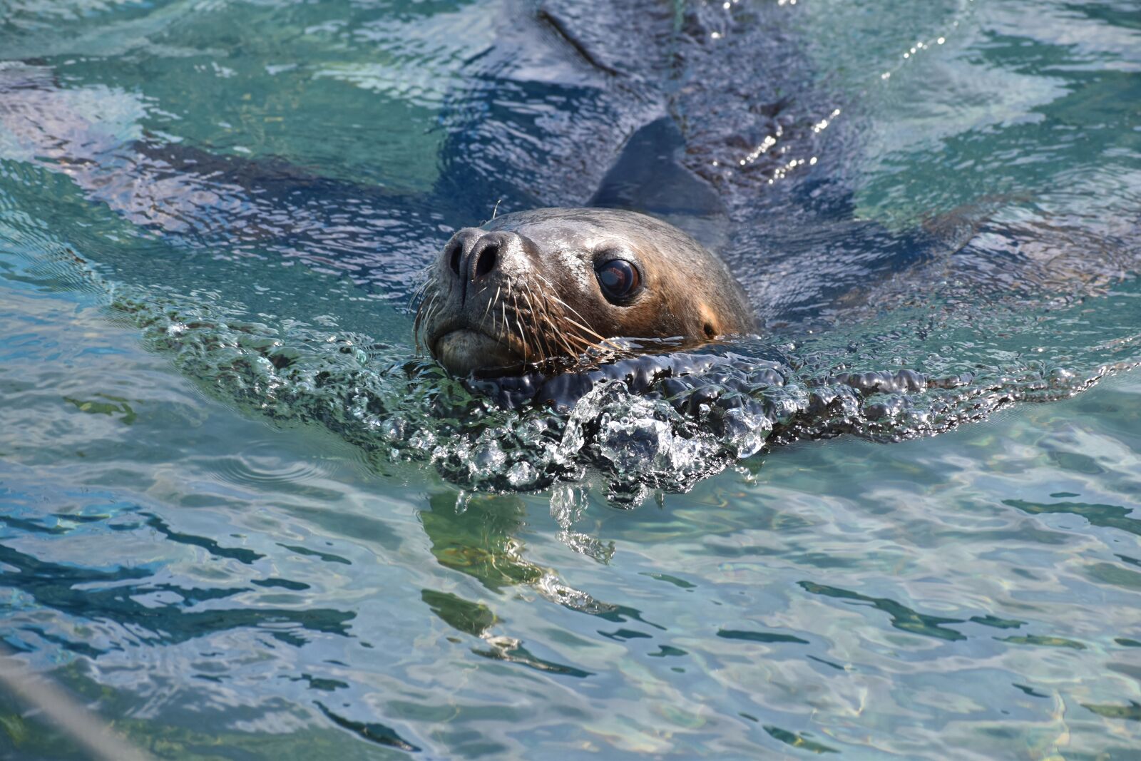 Nikon D5600 sample photo. Sea-lion, zoo, swimming photography