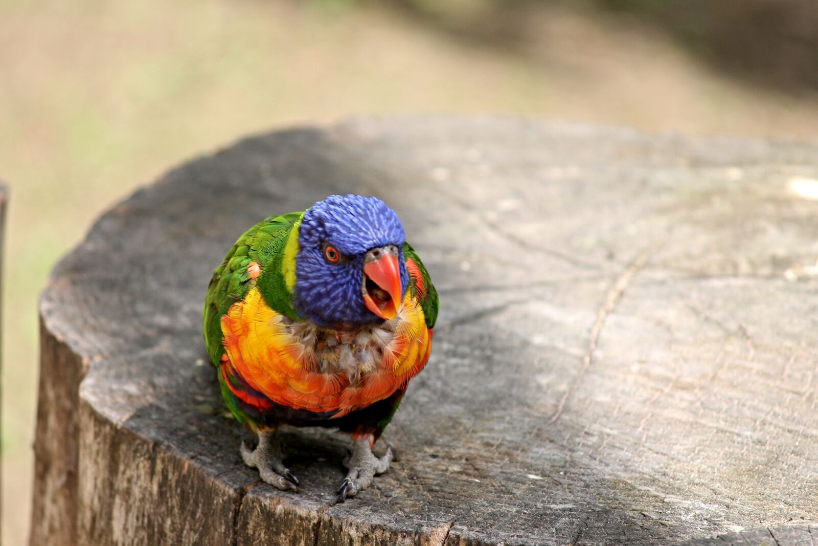 Canon EOS 1100D (EOS Rebel T3 / EOS Kiss X50) sample photo. Parrot, lorikeet, trichoglossus rainbow photography