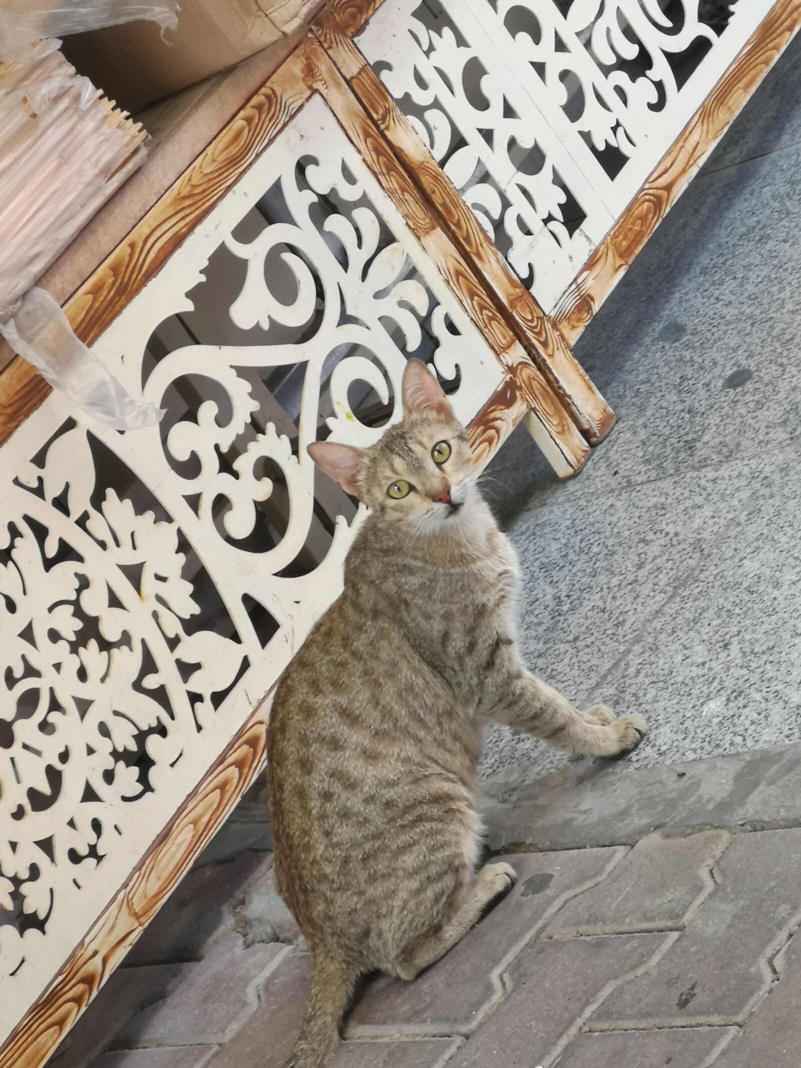 HUAWEI CLT-L29 sample photo. Cat, kitty, cute cat photography
