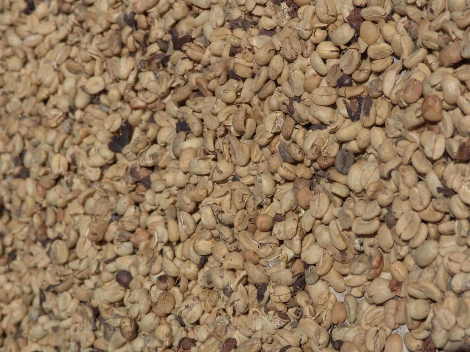 Sony DSC-F828 sample photo. Coffee, plantation, dry photography