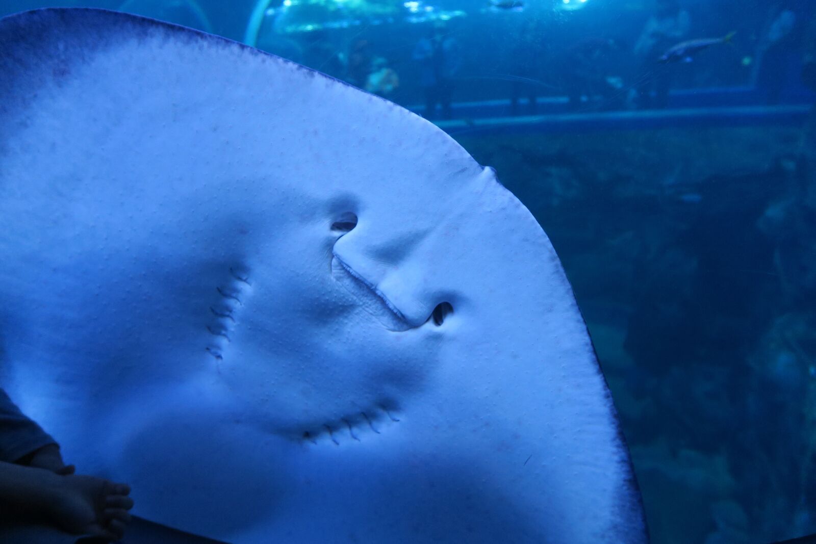 Canon PowerShot G5 X sample photo. Stingray, fish, meeresbewohner photography