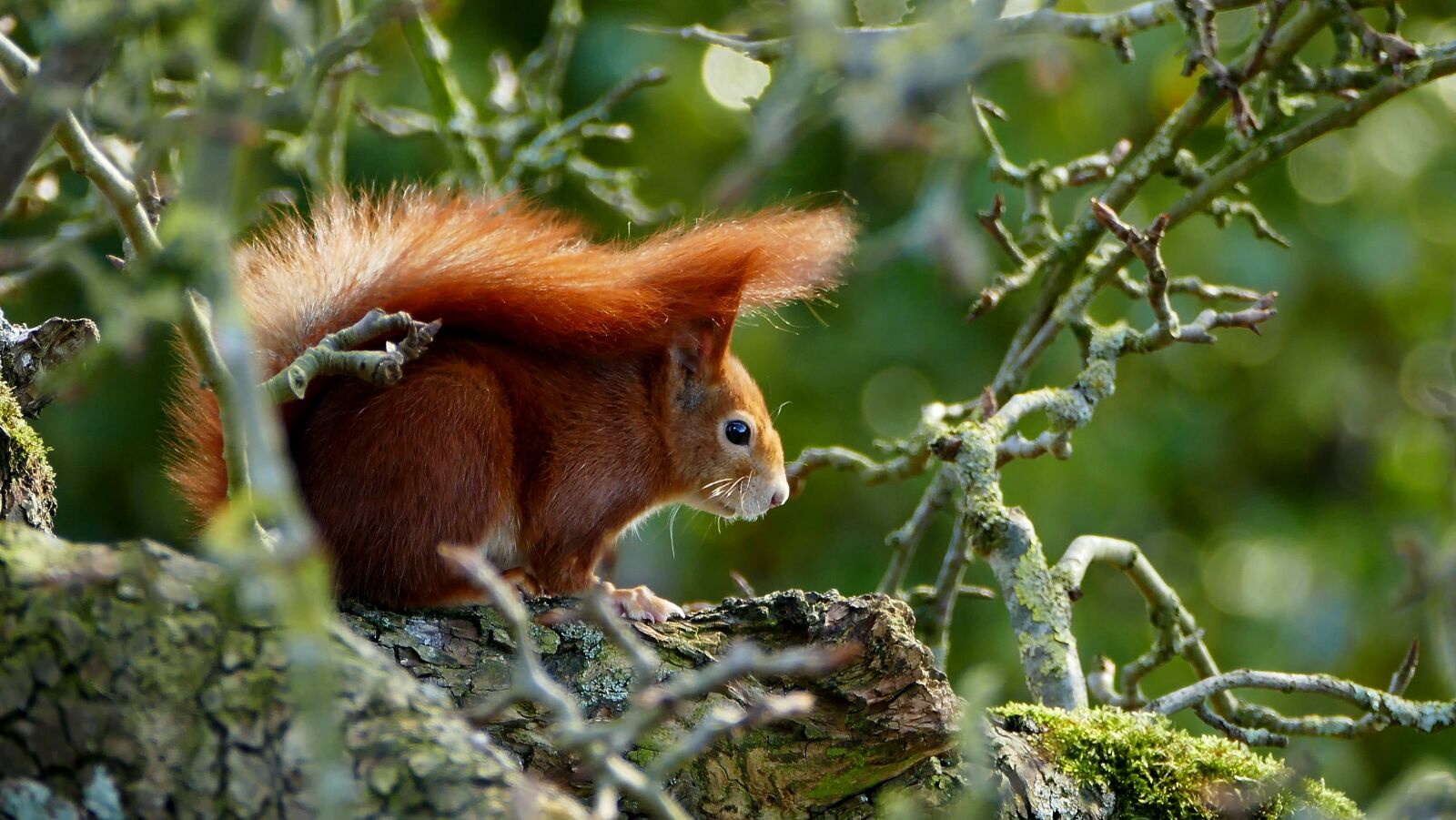 Panasonic Lumix DMC-FZ1000 sample photo. Squirrel, red, wild animal photography