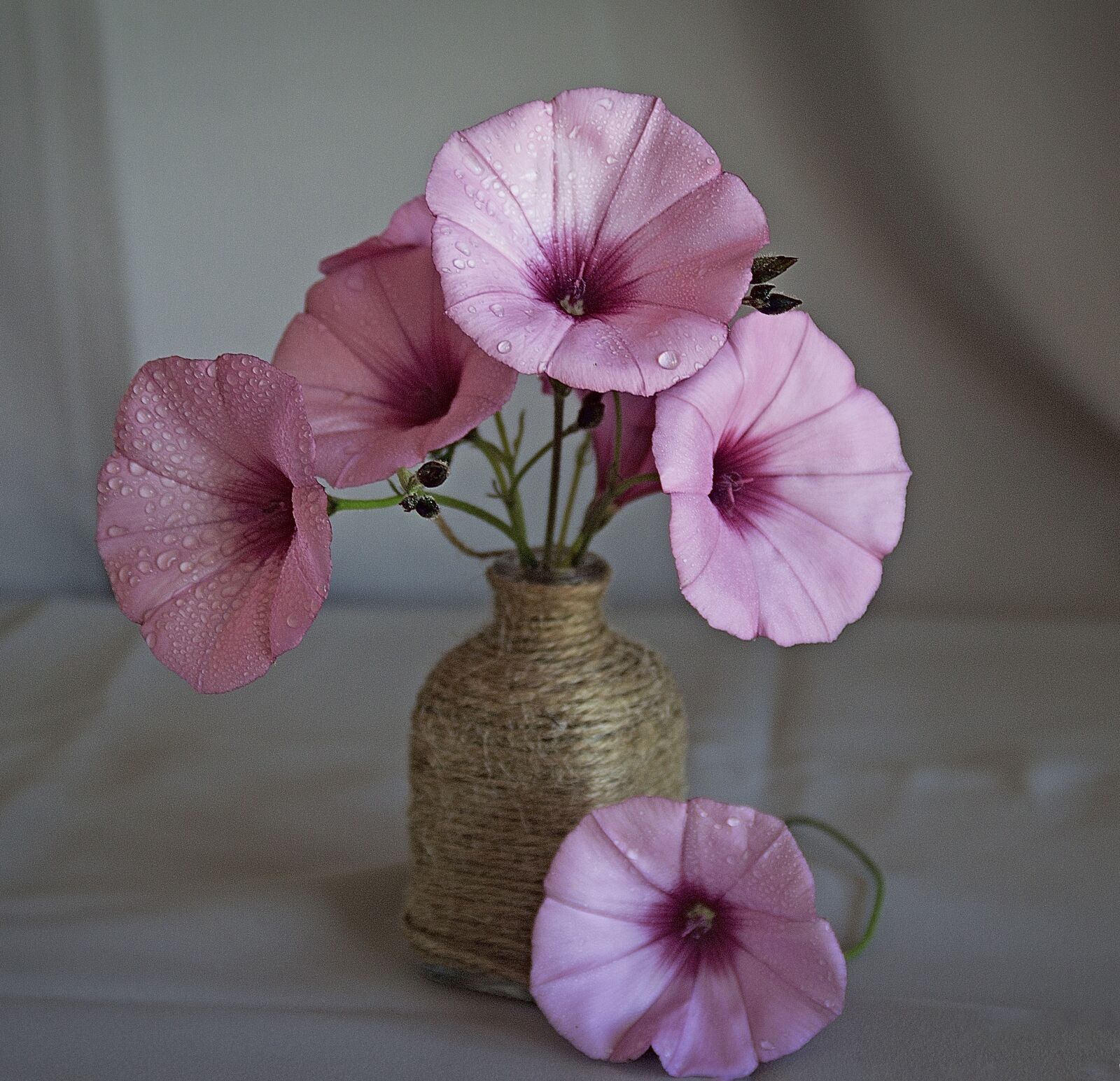 Canon EOS 1200D (EOS Rebel T5 / EOS Kiss X70 / EOS Hi) sample photo. Wild flowers, still life photography