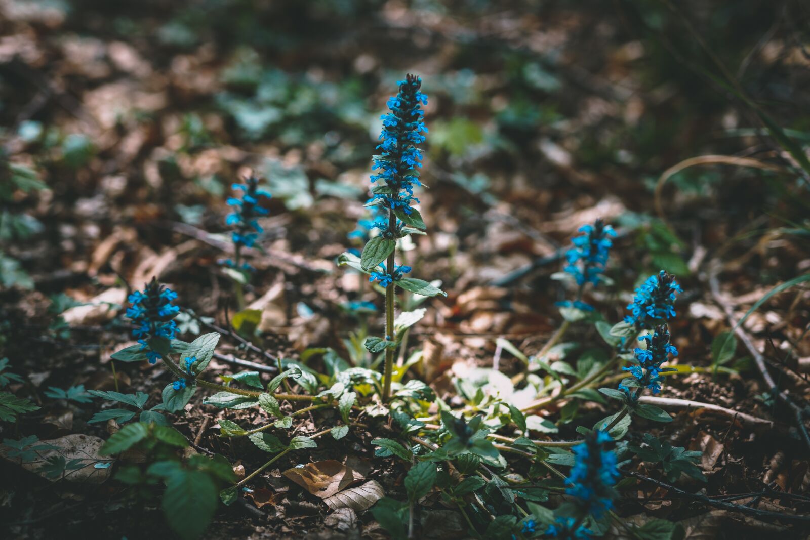 Sigma 50mm F1.4 DG HSM Art sample photo. Ajuga reptans, bugle flower photography