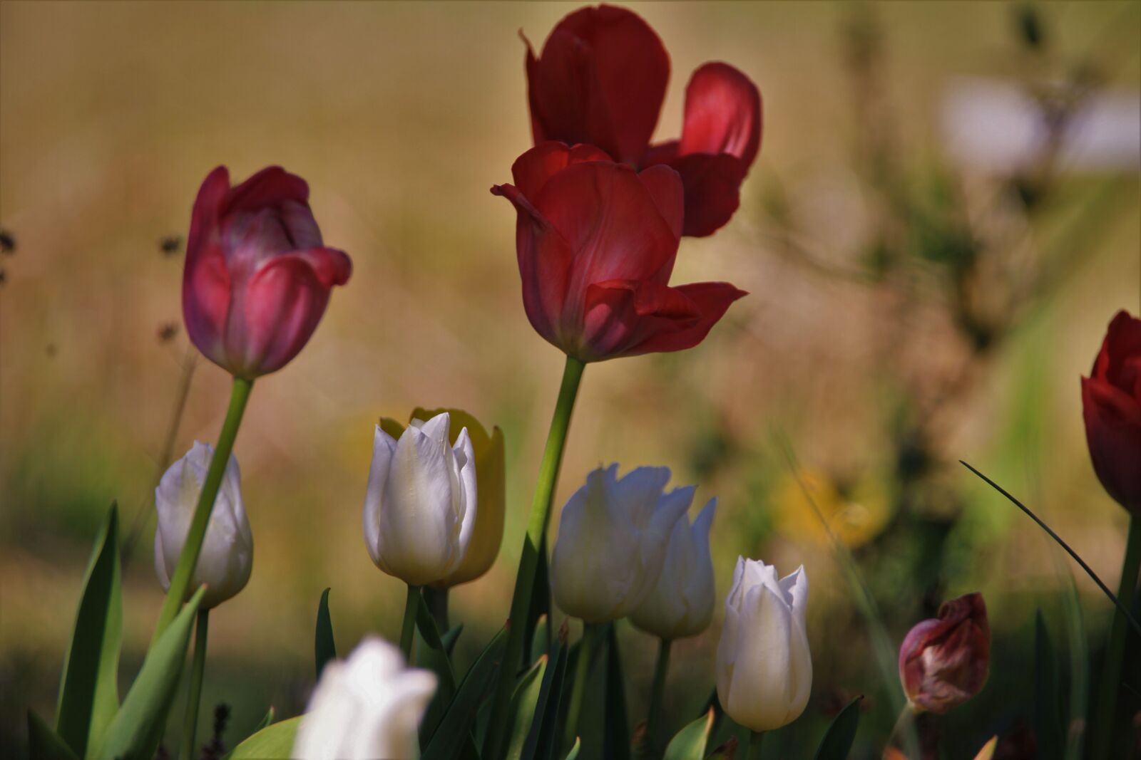 Tamron SP 150-600mm F5-6.3 Di VC USD sample photo. Tulips, flowers, spring photography
