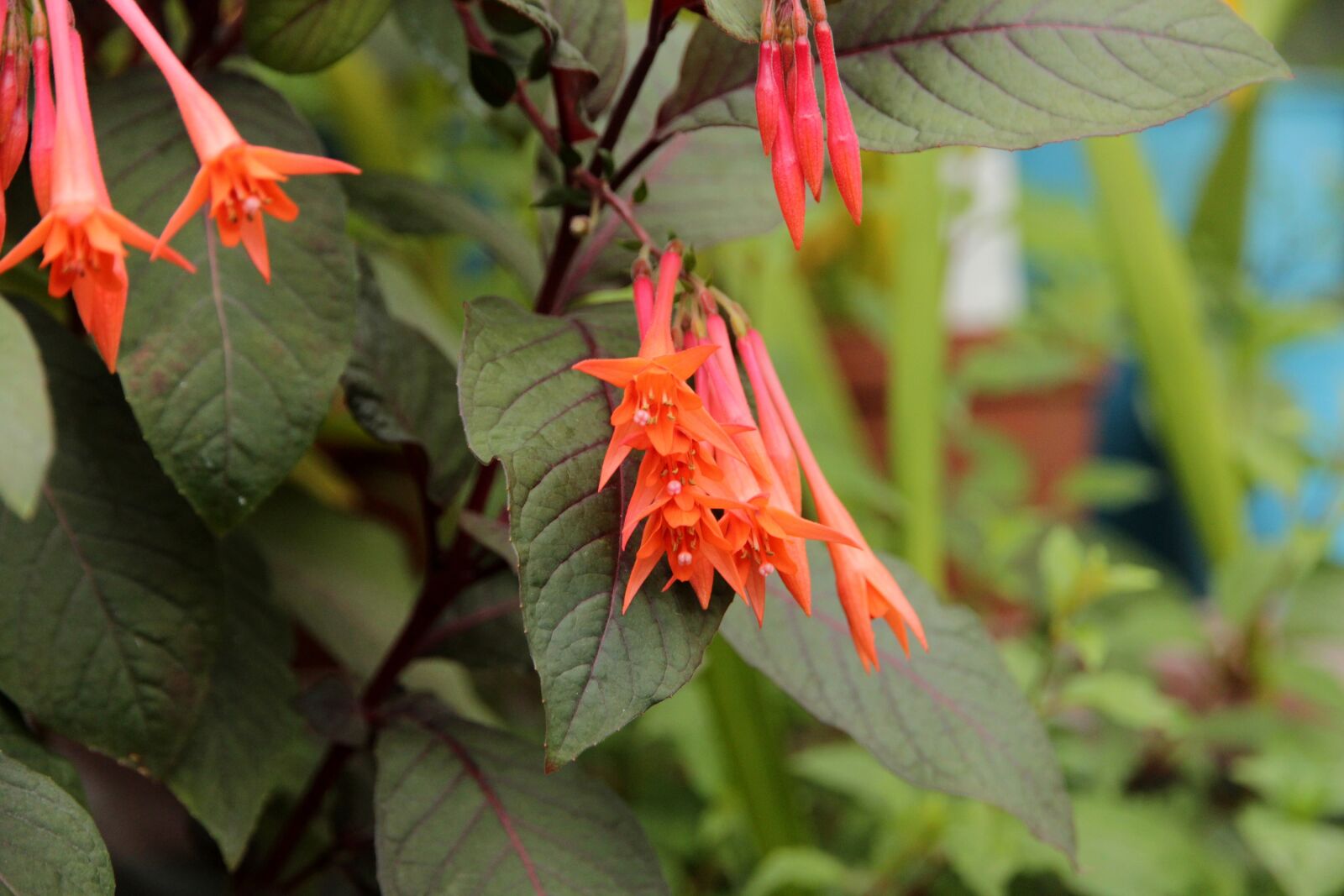 Canon EOS 650D (EOS Rebel T4i / EOS Kiss X6i) sample photo. Plant, flowers, sheet photography
