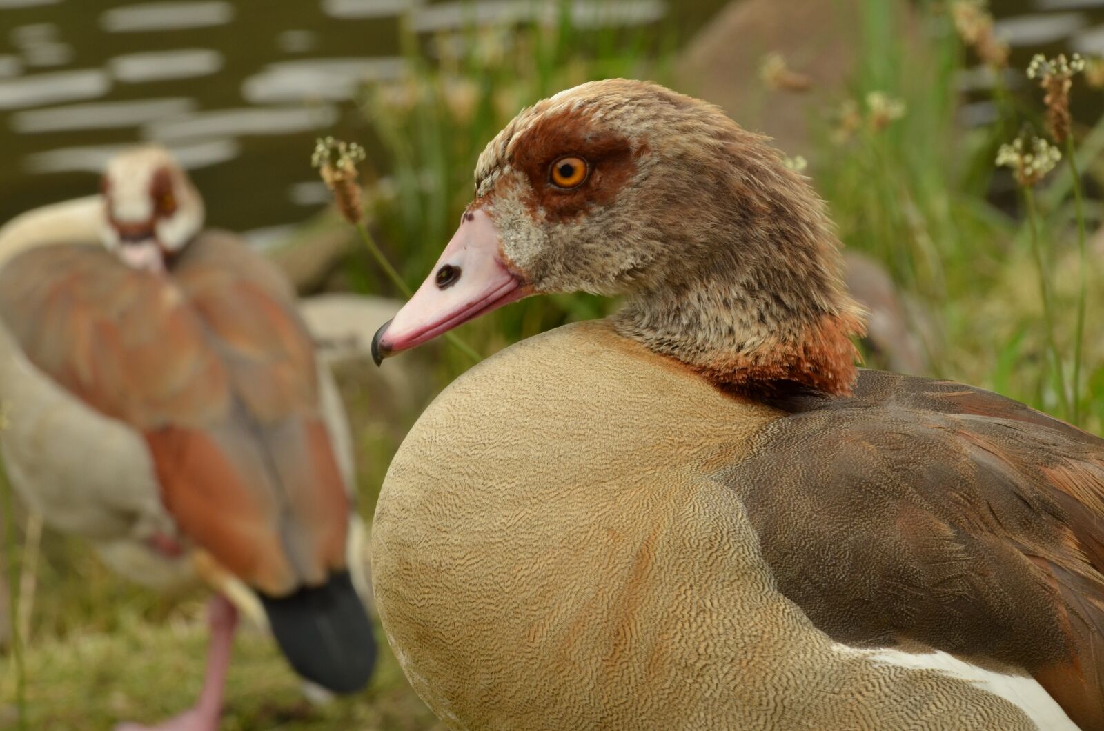 Nikon D7000 sample photo. Goose, nile goose, bird photography