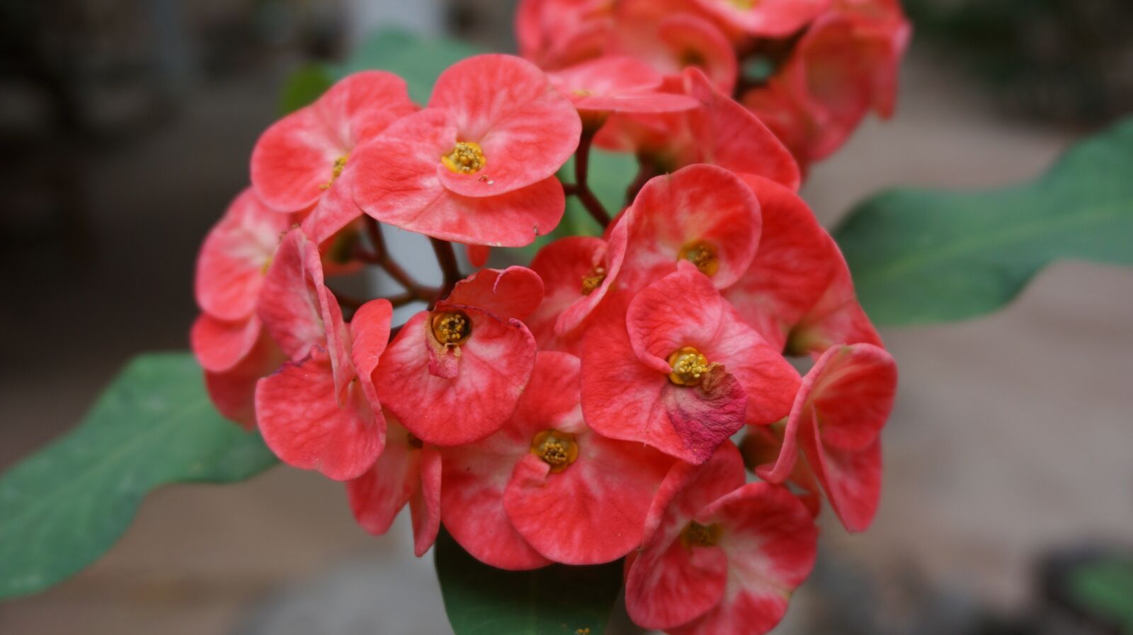 Sony a6000 sample photo. Eight immortals, flowers, red photography