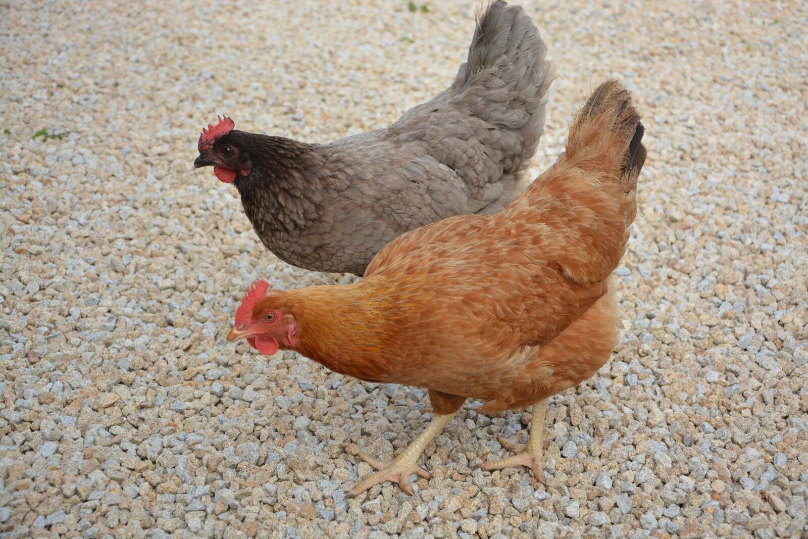 Nikon D5200 sample photo. Hens, laying hens, farm photography
