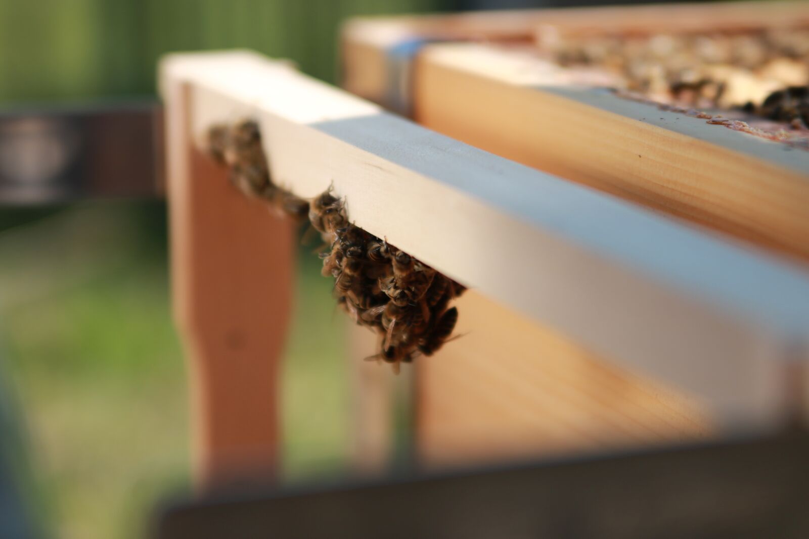 Canon EOS 750D (EOS Rebel T6i / EOS Kiss X8i) sample photo. Bees, combs, honey photography