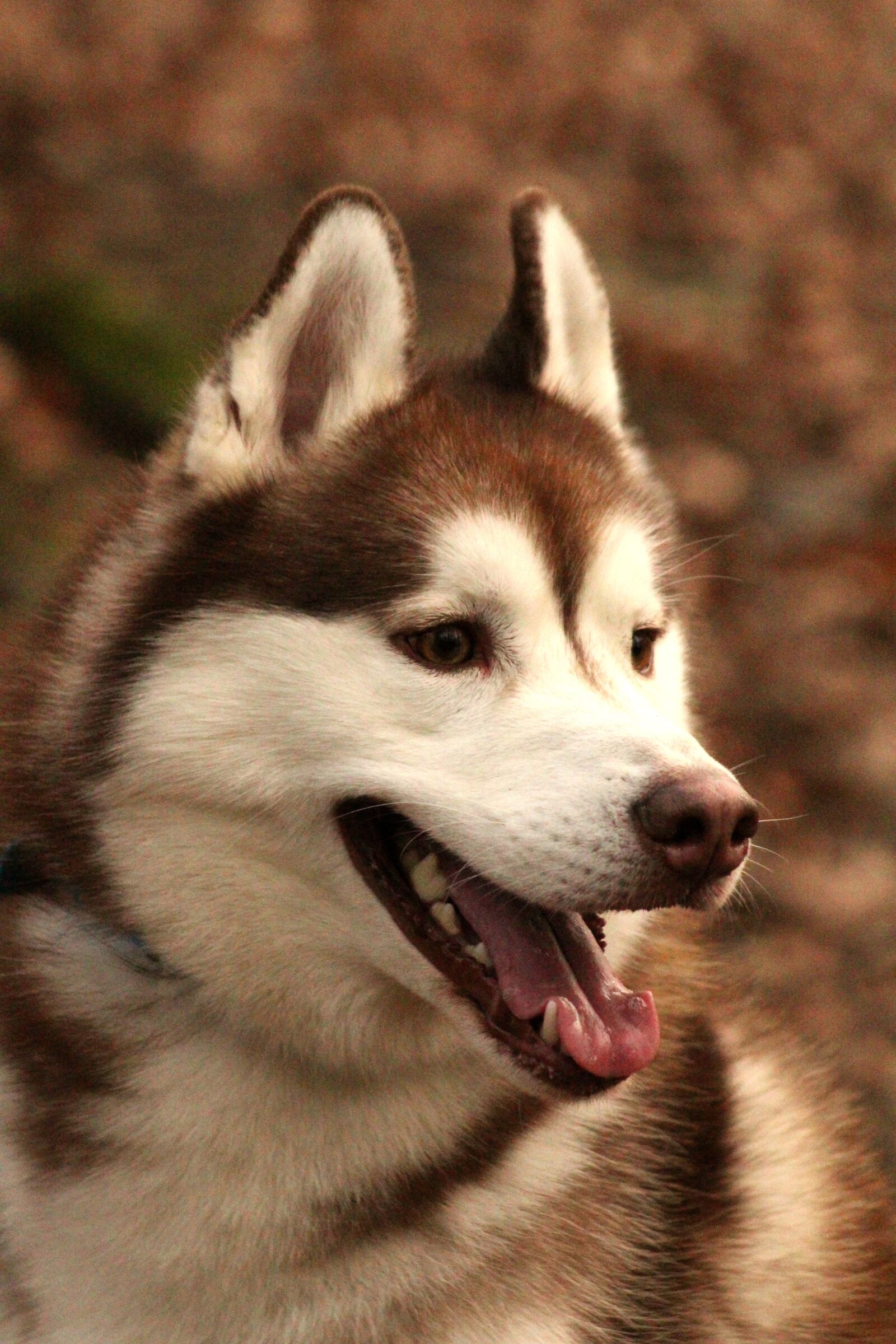 Canon EOS 4000D (EOS Rebel T100 / EOS 3000D) sample photo. Siberian husky, husky, dog photography