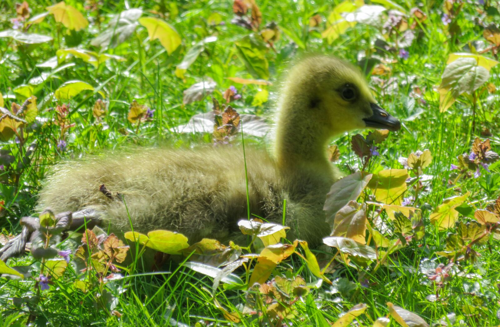 Canon PowerShot SX710 HS sample photo. Animals, chicks, goose photography