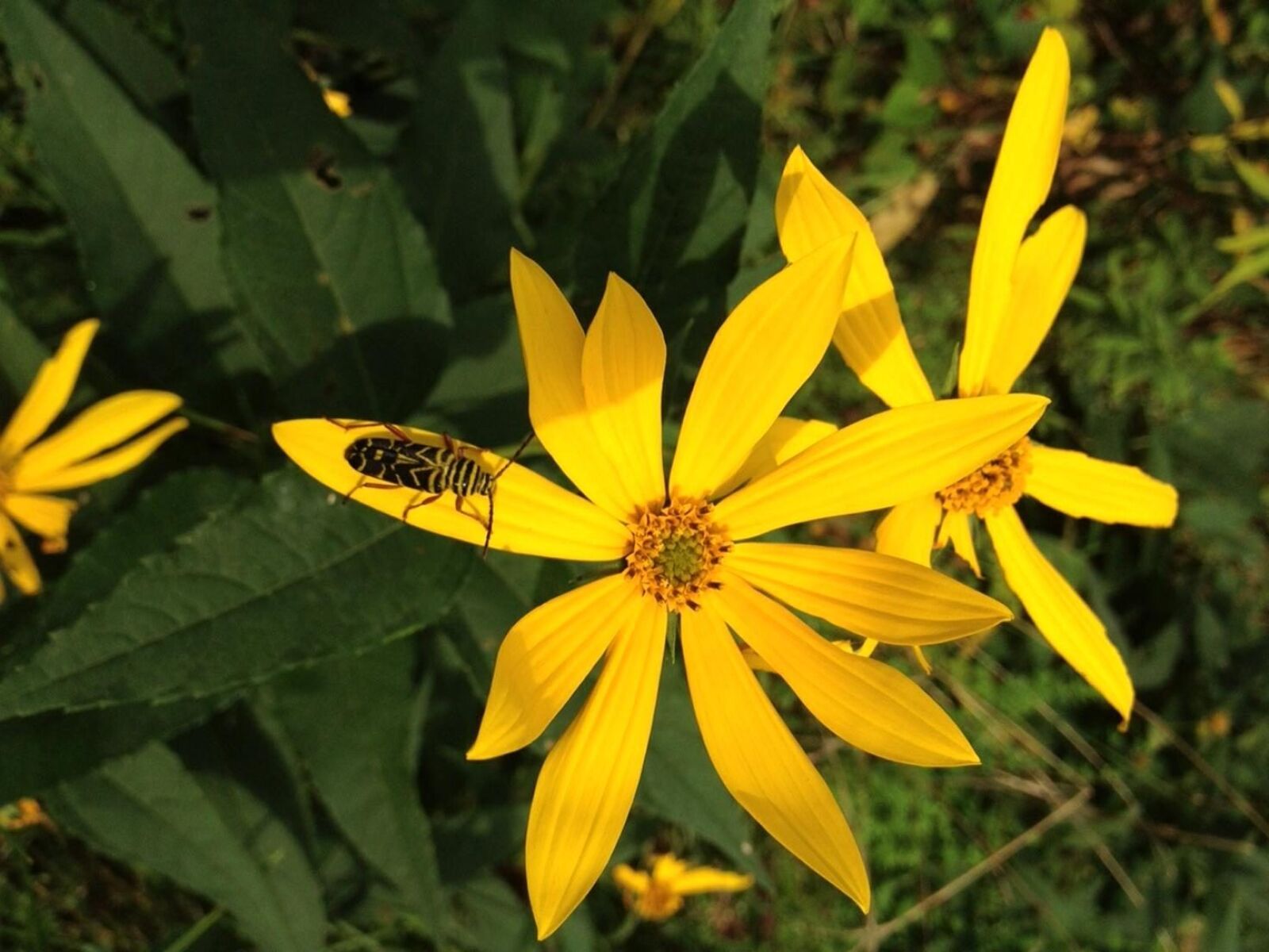 Apple iPhone 4S sample photo. Locust, borer, beetle, woodland photography
