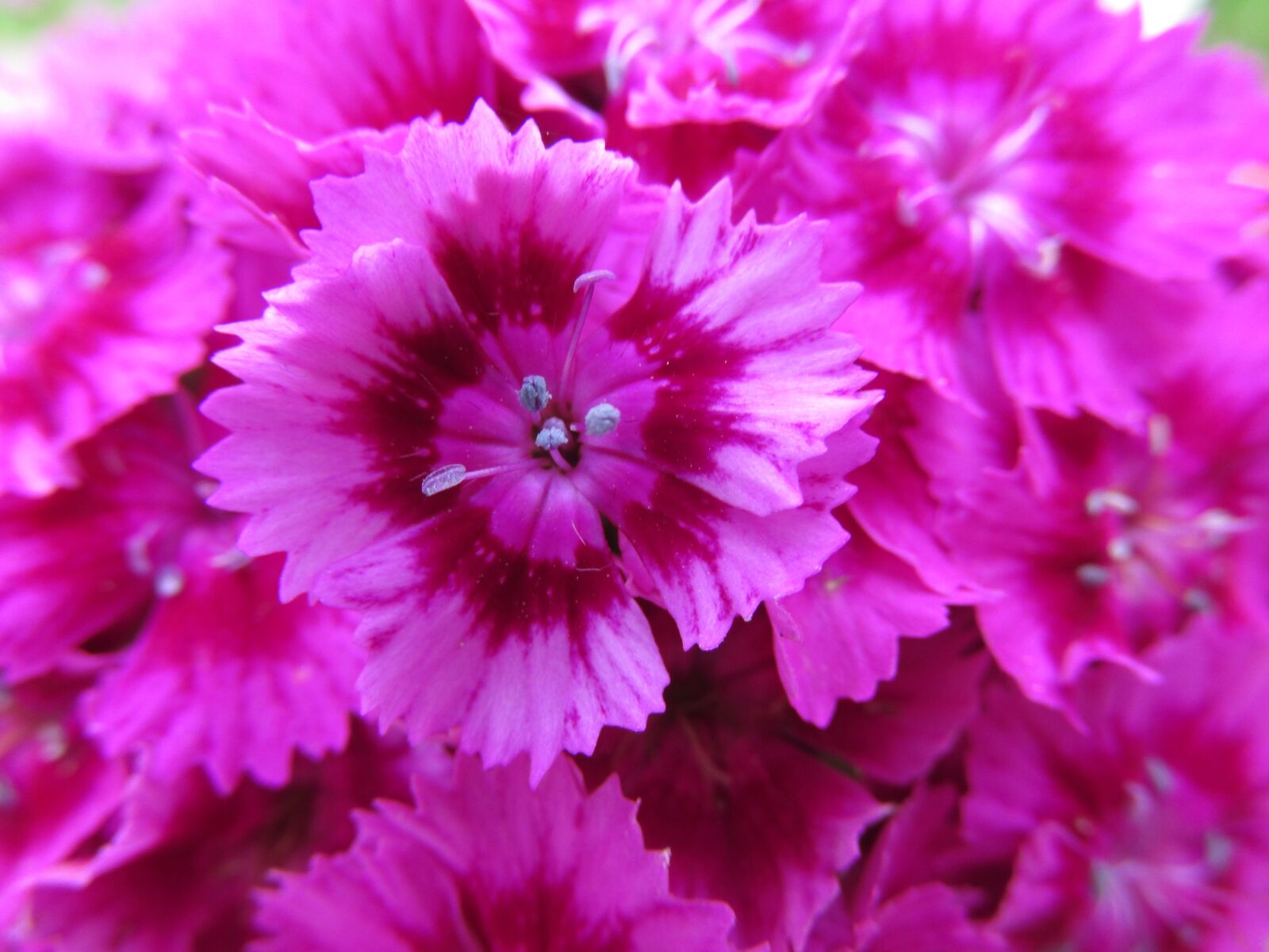 Canon PowerShot SX160 IS sample photo. Flower, pink, bush photography