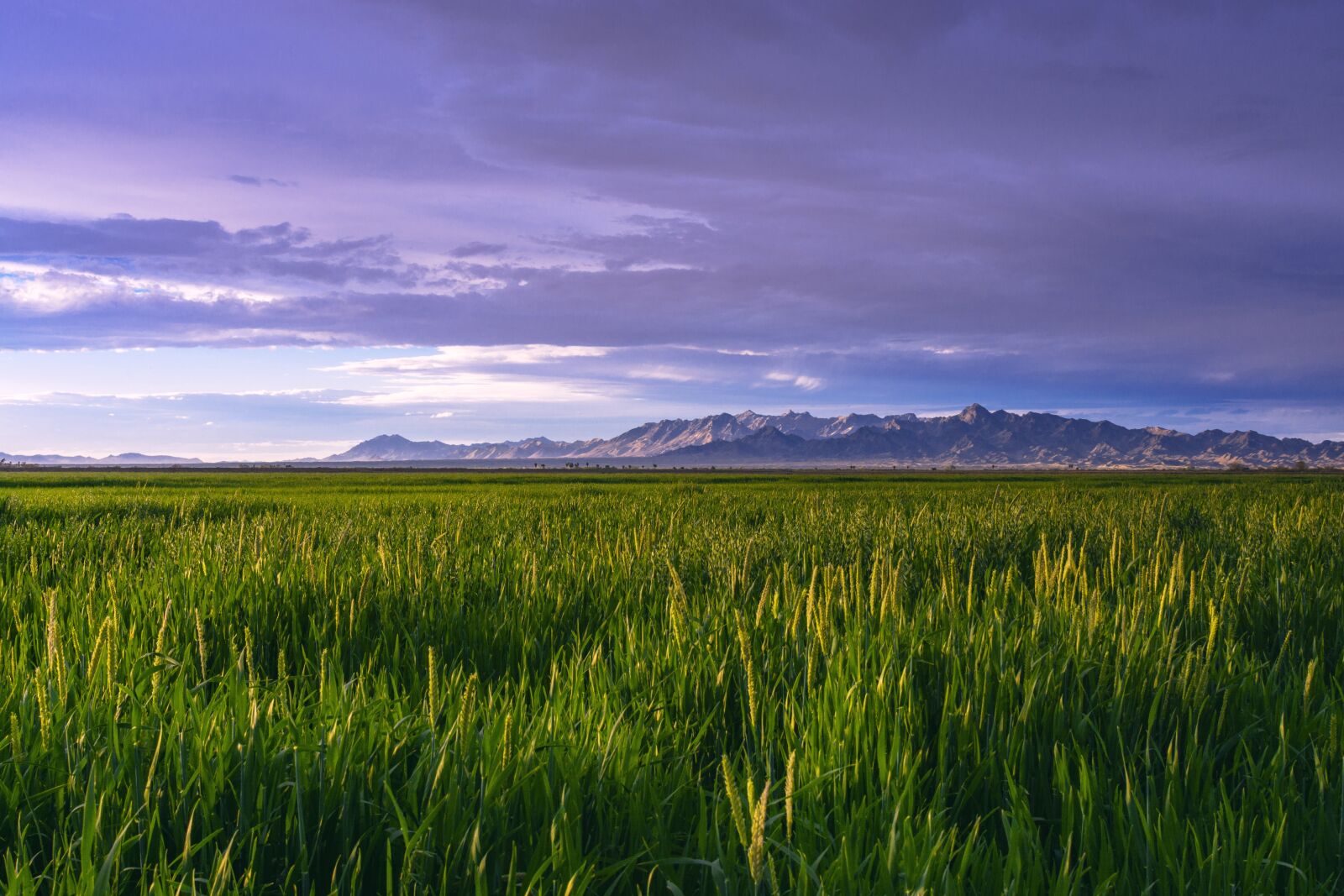 Nikon D7100 sample photo. Field, landscape, nature photography