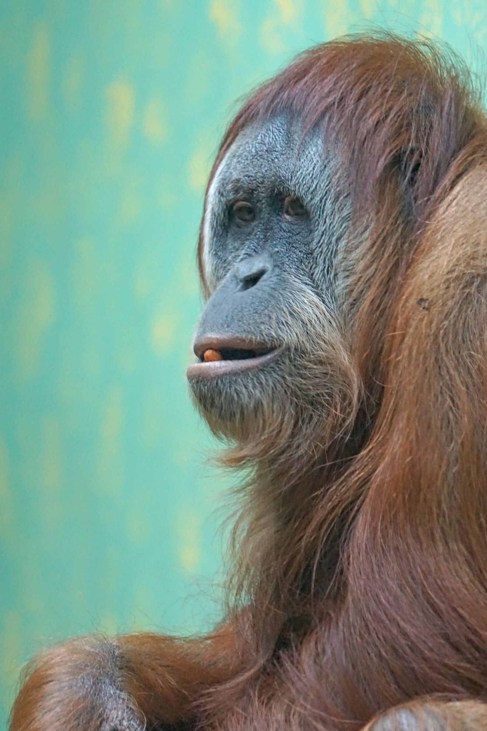 Sony ILCA-77M2 + Sony 70-400mm F4-5.6 G SSM sample photo. Orang-utan, old world monkey photography
