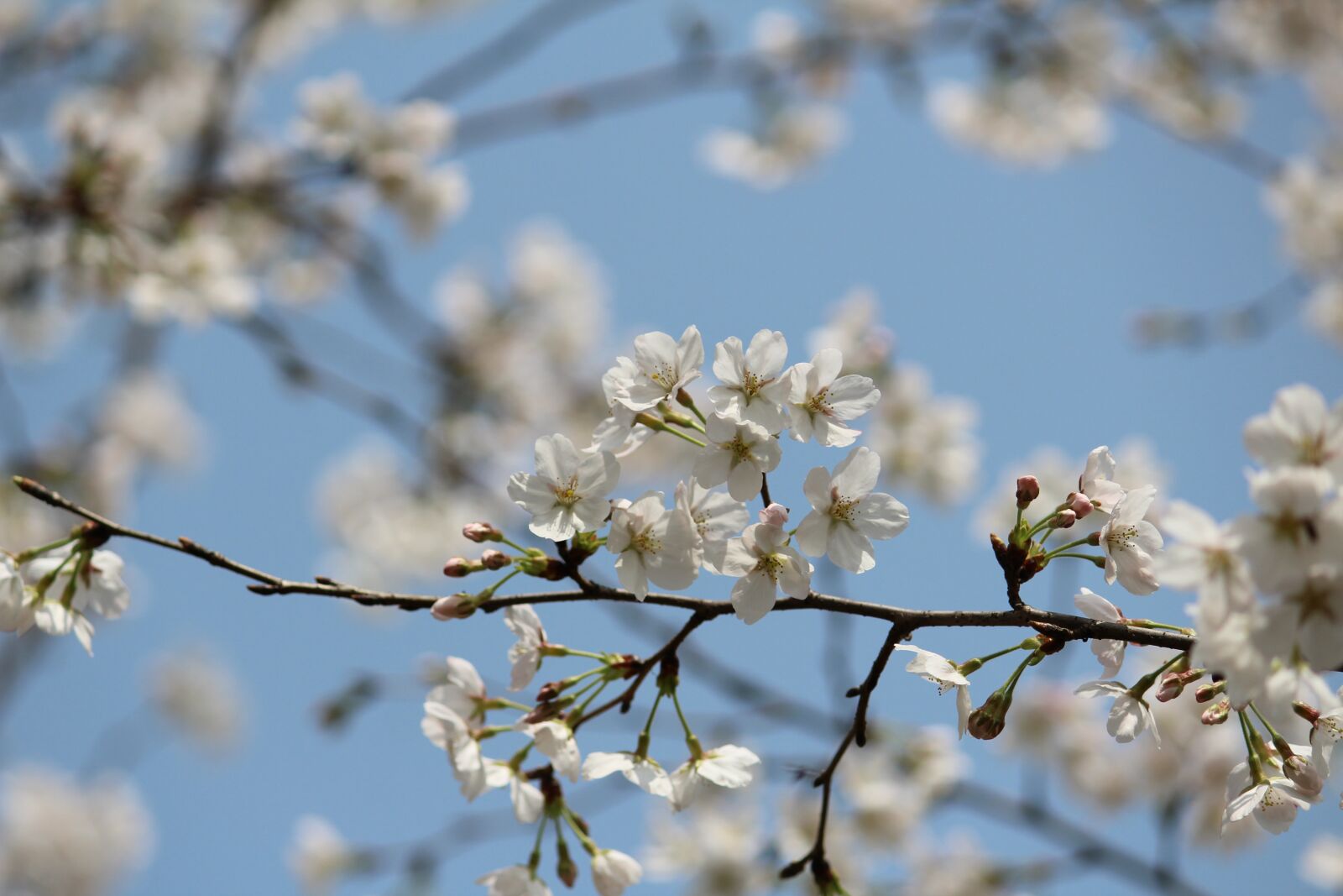 Canon EOS 1200D (EOS Rebel T5 / EOS Kiss X70 / EOS Hi) sample photo. Cherry blossom, yoshino, japanese photography