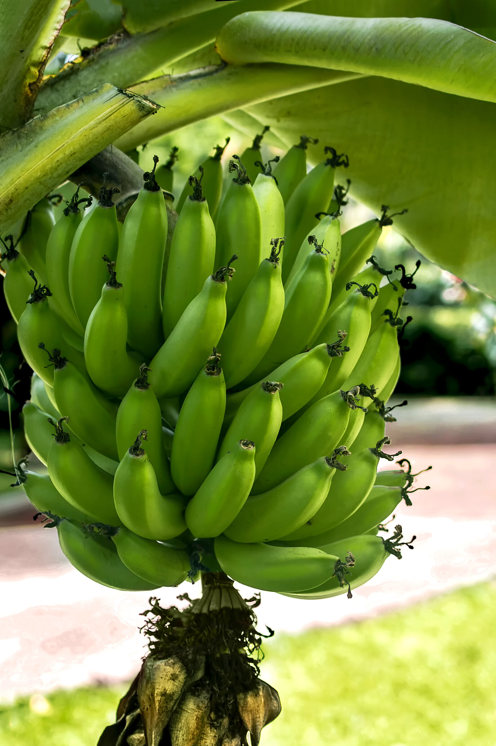 Nikon D3200 + Nikon AF-S DX Nikkor 35mm F1.8G sample photo. Bananas, bananos, colombia, colombian photography