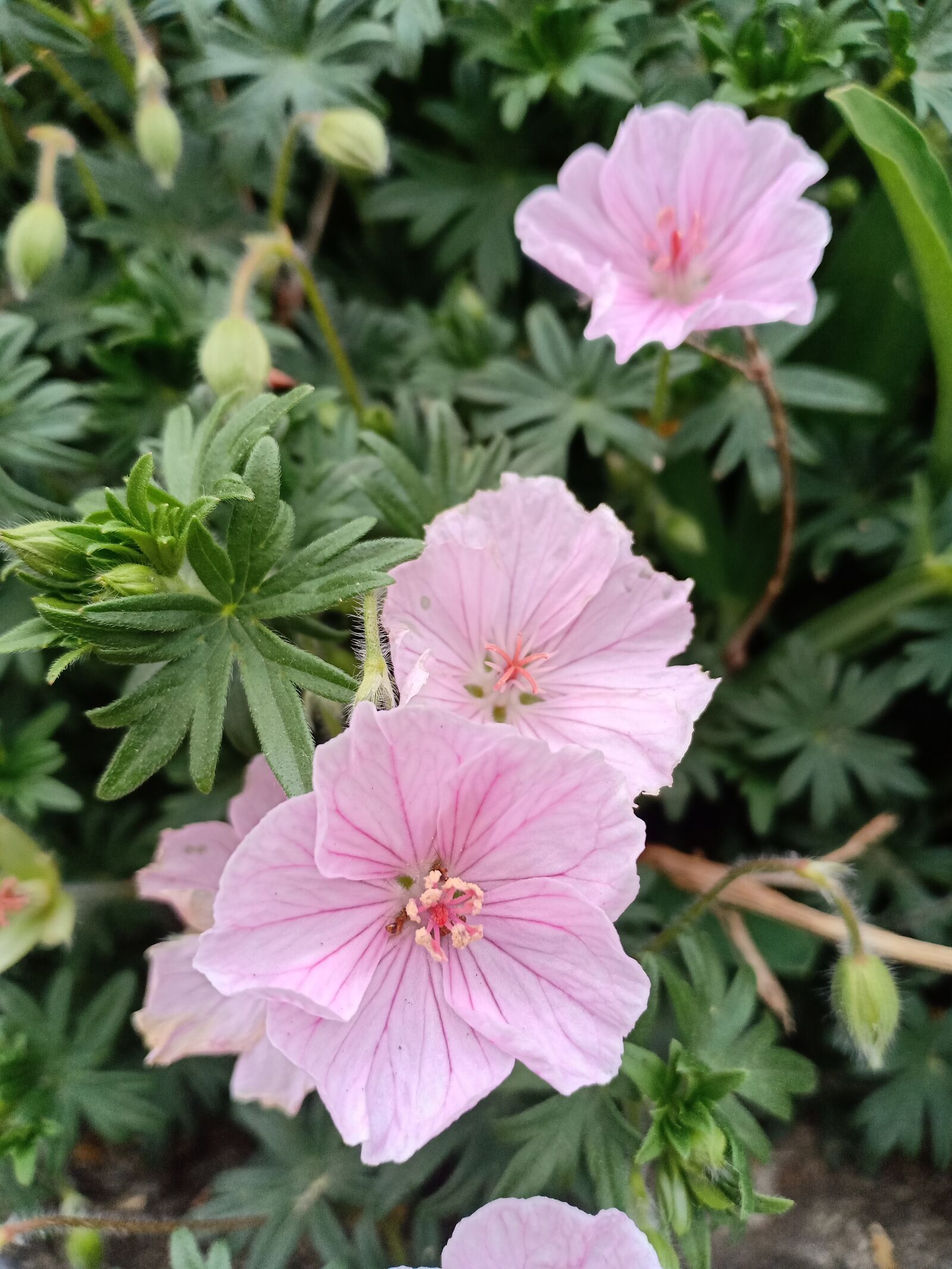 OPPO F7 sample photo. Geranium, flower, garden photography