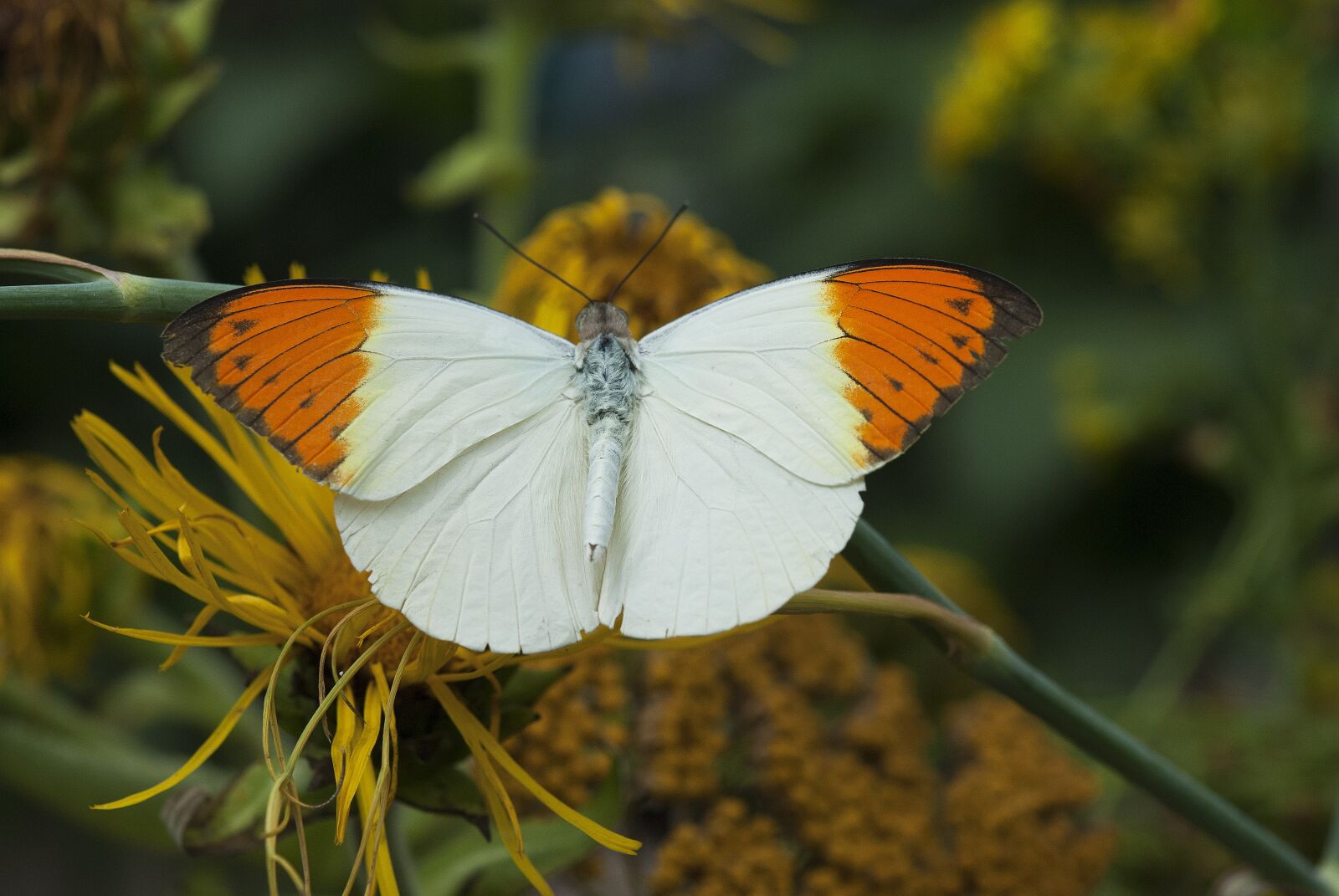 Nikon D80 sample photo. Butterfly, color, wing photography