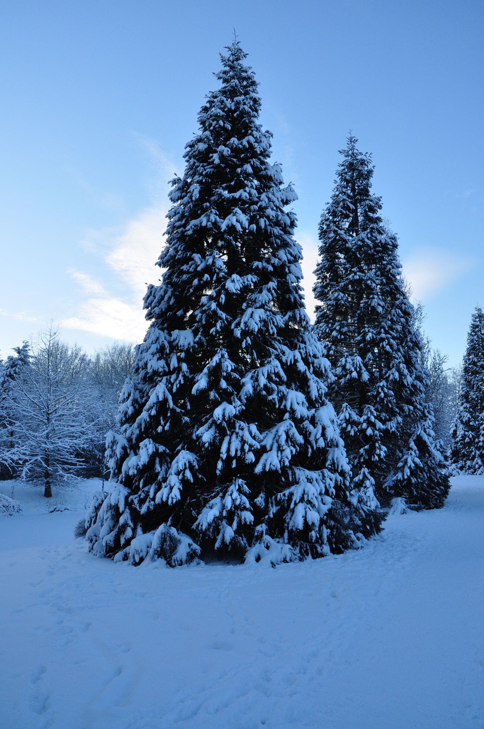 Nikon D90 sample photo. Winter, tree, forest photography