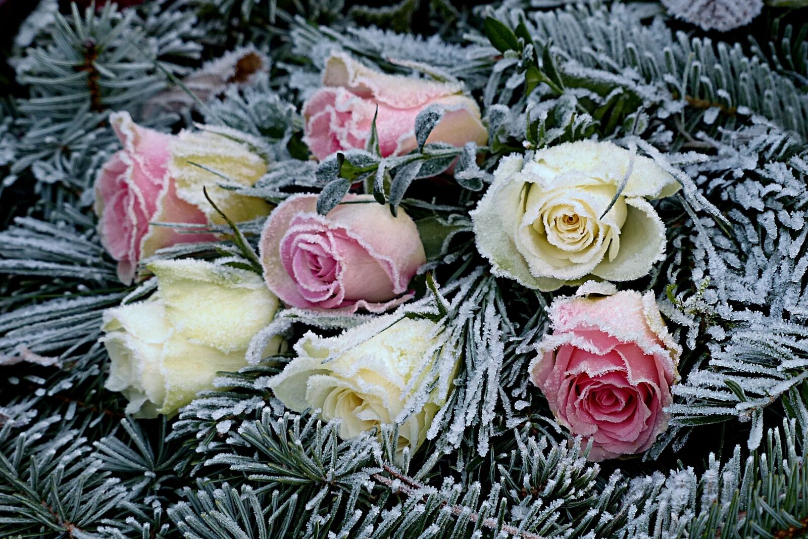Panasonic Lumix DMC-FZ200 sample photo. Flowers, roses, firs photography