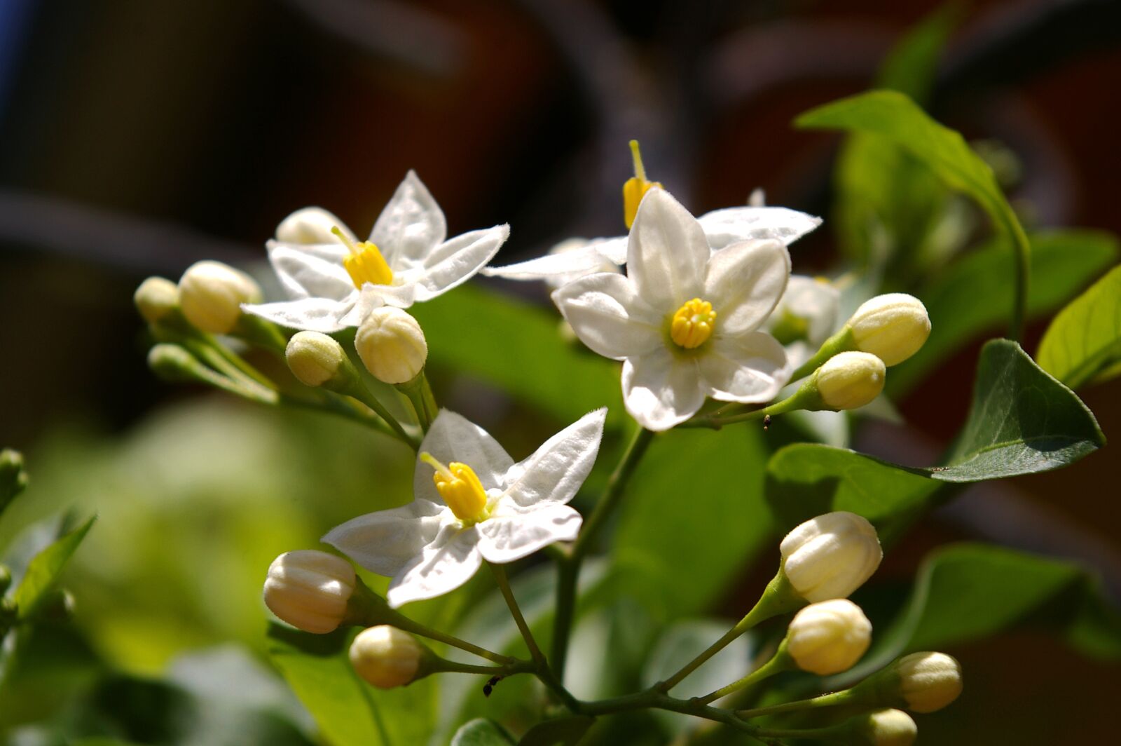 Pentax *ist DL2 sample photo. Jasmin, fragrance, summer jasmine photography