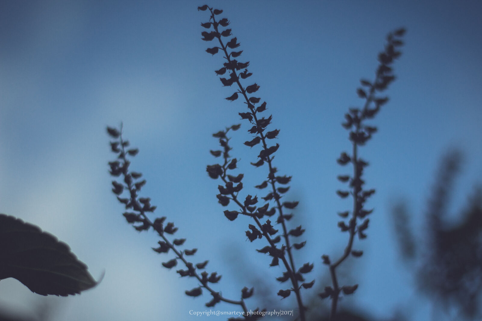 Canon EOS 600D (Rebel EOS T3i / EOS Kiss X5) + Canon EF 50mm F1.8 STM sample photo. Screensaver, nature, plants, phones photography