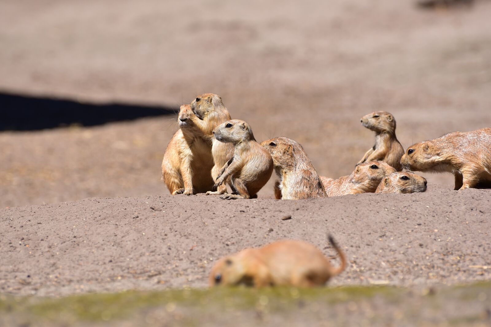 Nikon D5600 sample photo. Prairie dogs, young animal photography