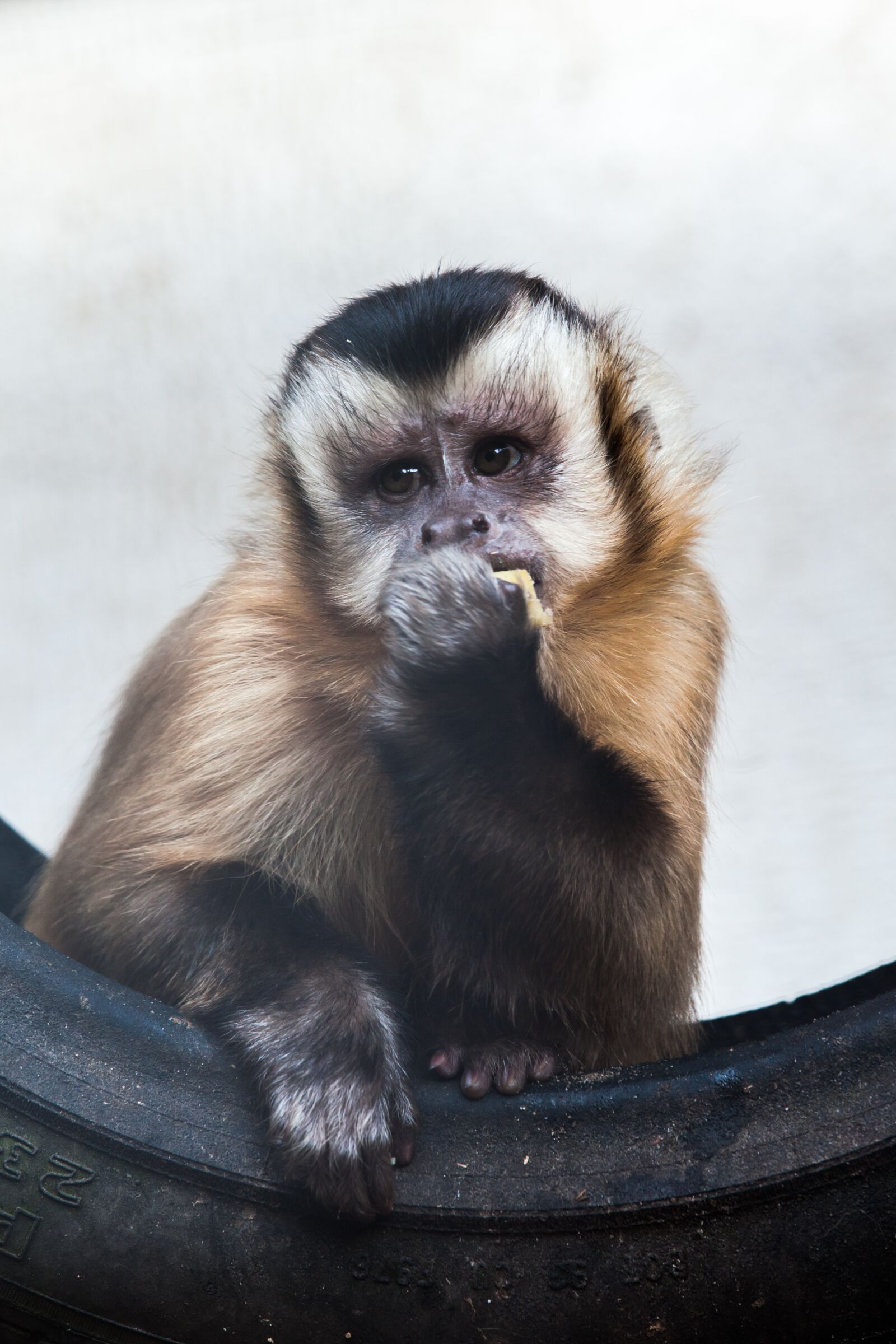 Canon EOS 5D Mark II sample photo. Zoo, monkey, animal photography
