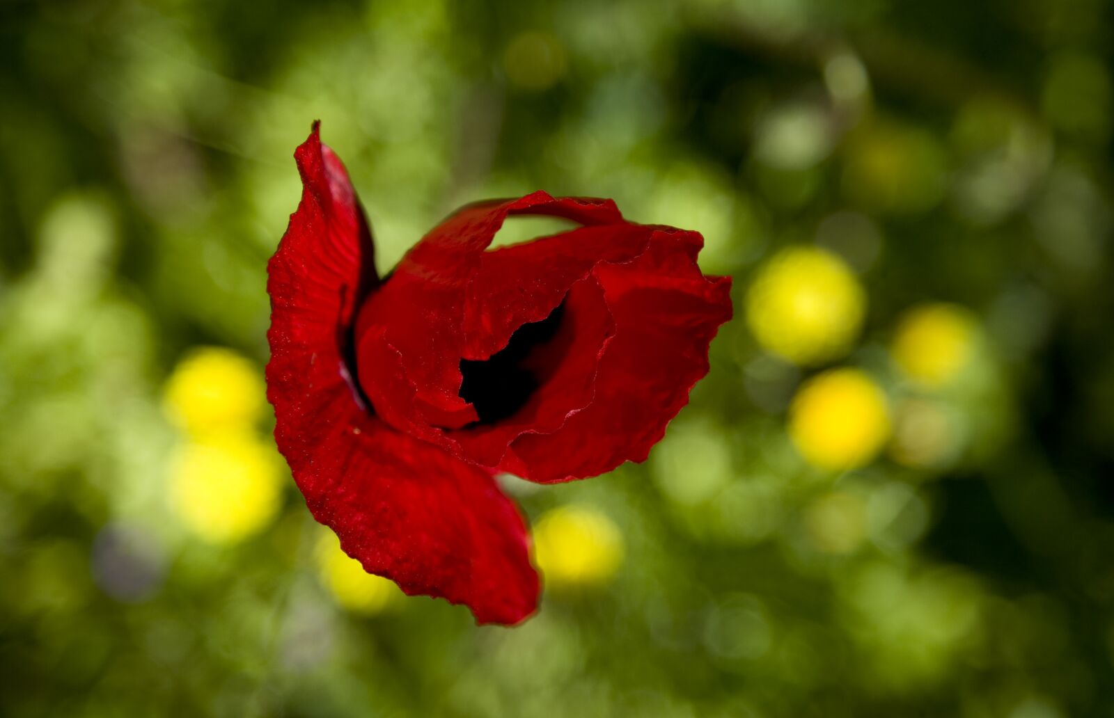Canon EOS 5D sample photo. Papaver rhoeas, flower, nature photography