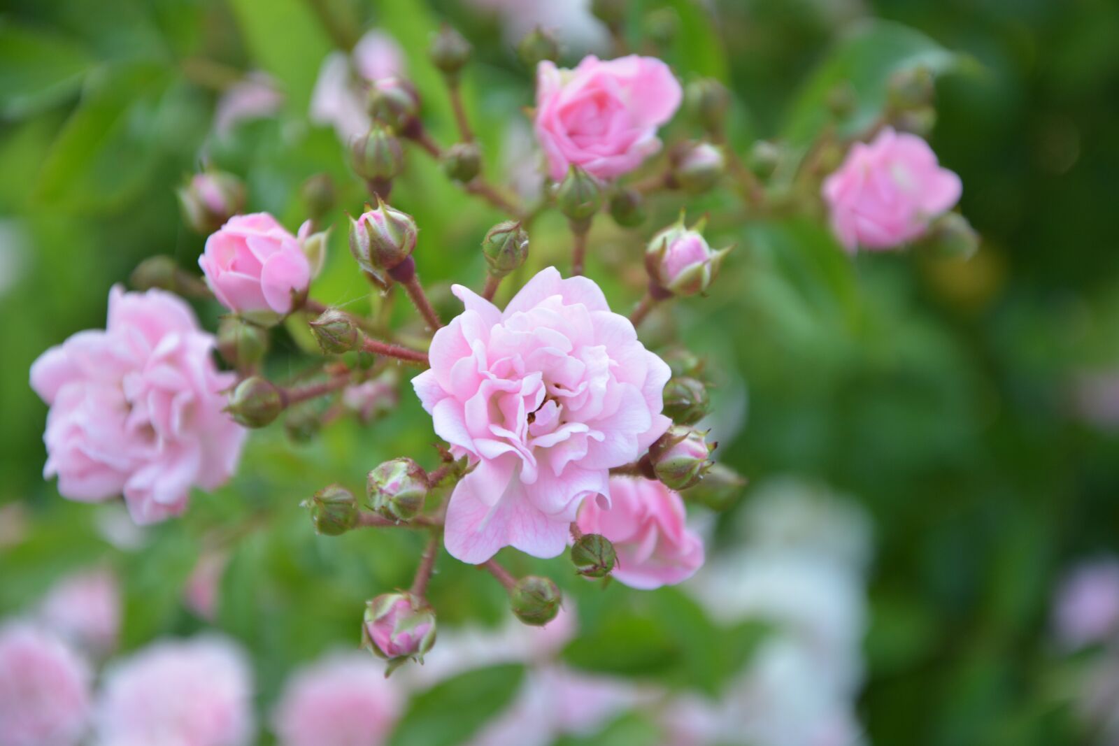 Nikon D5200 sample photo. Rose bud, rosebush, pink-pale photography