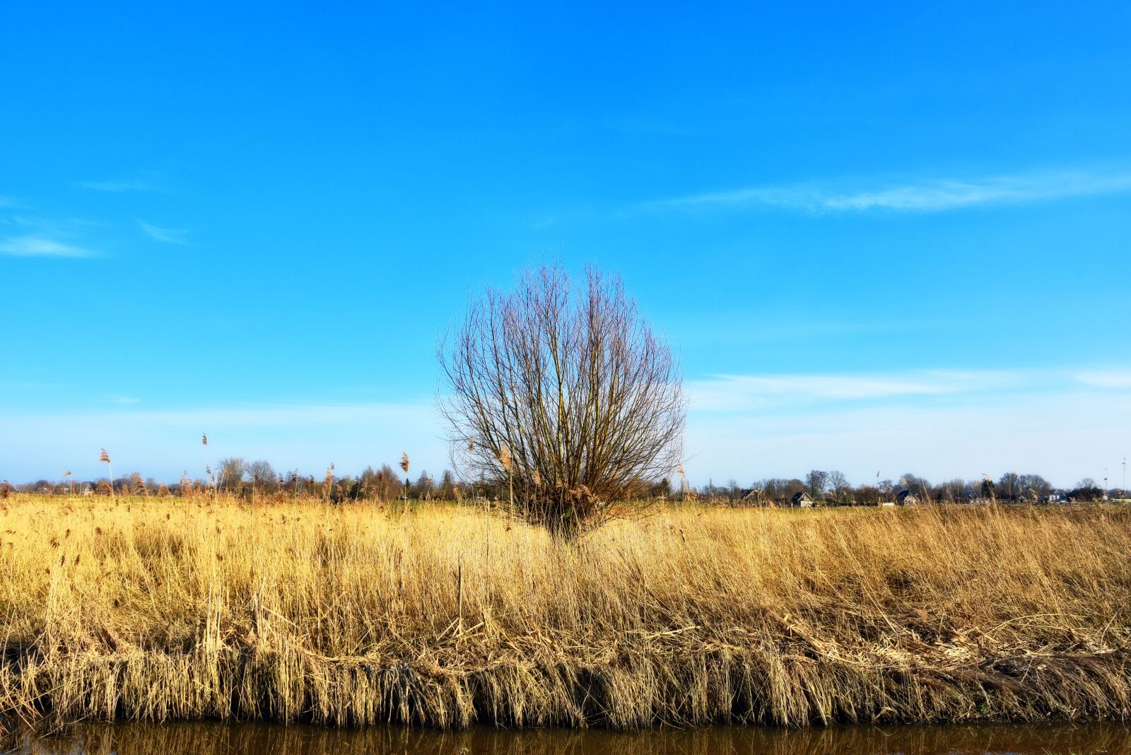 Nikon D750 sample photo. Reed, wetlands, tree photography