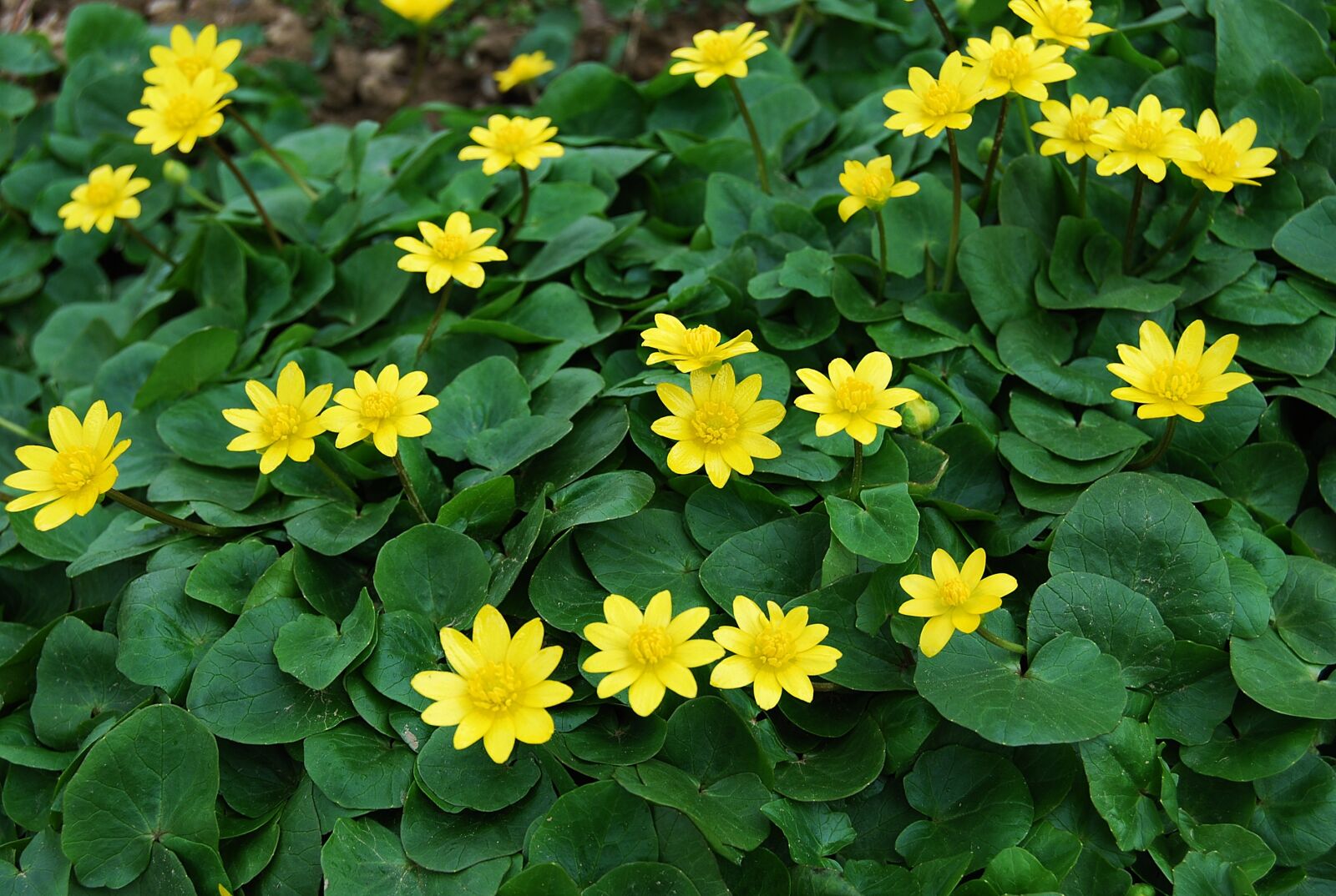Nikon D40X sample photo. Flower, plant, nature photography