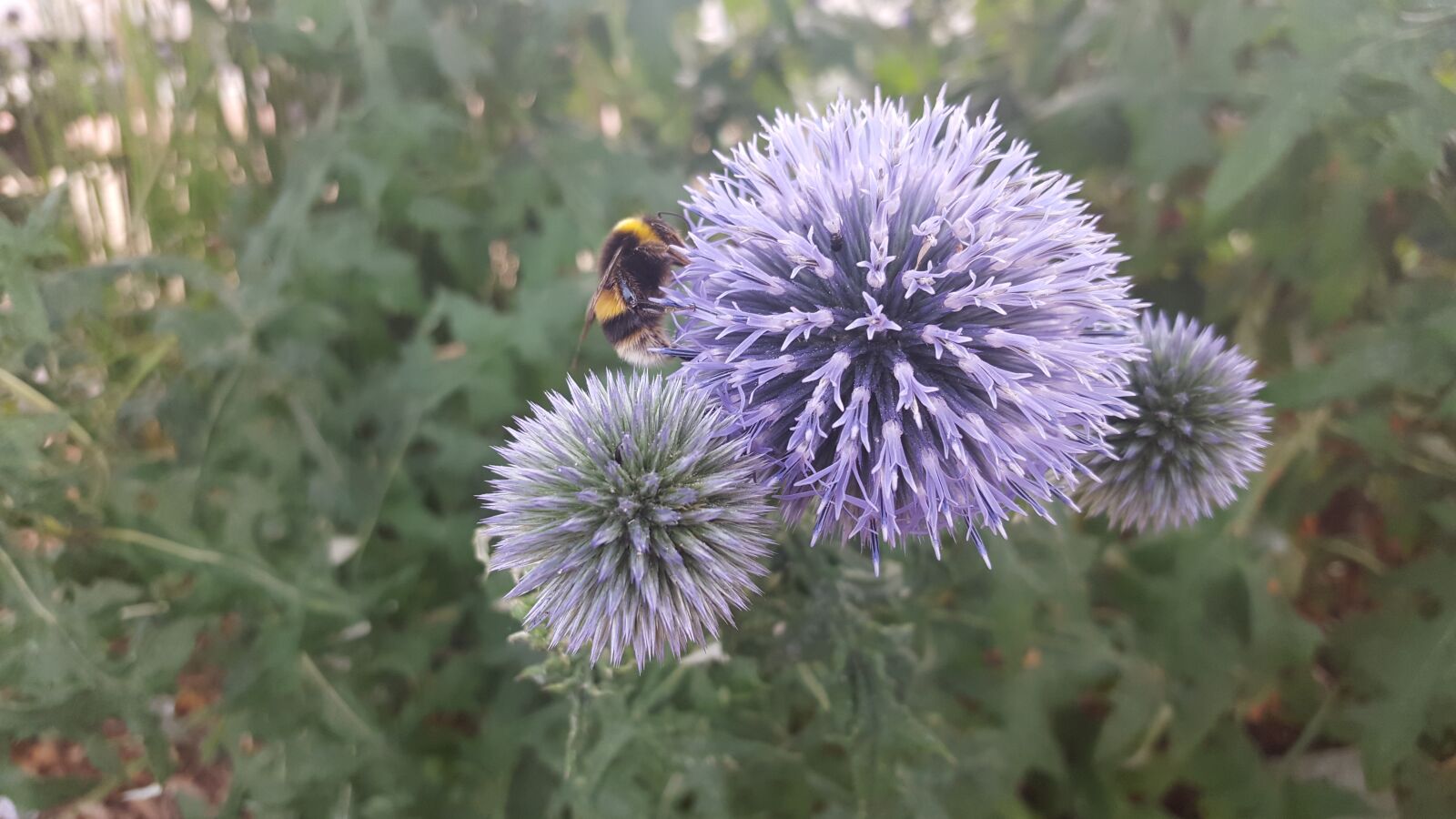 Samsung Galaxy S6 sample photo. Bee, flower, pollinating photography