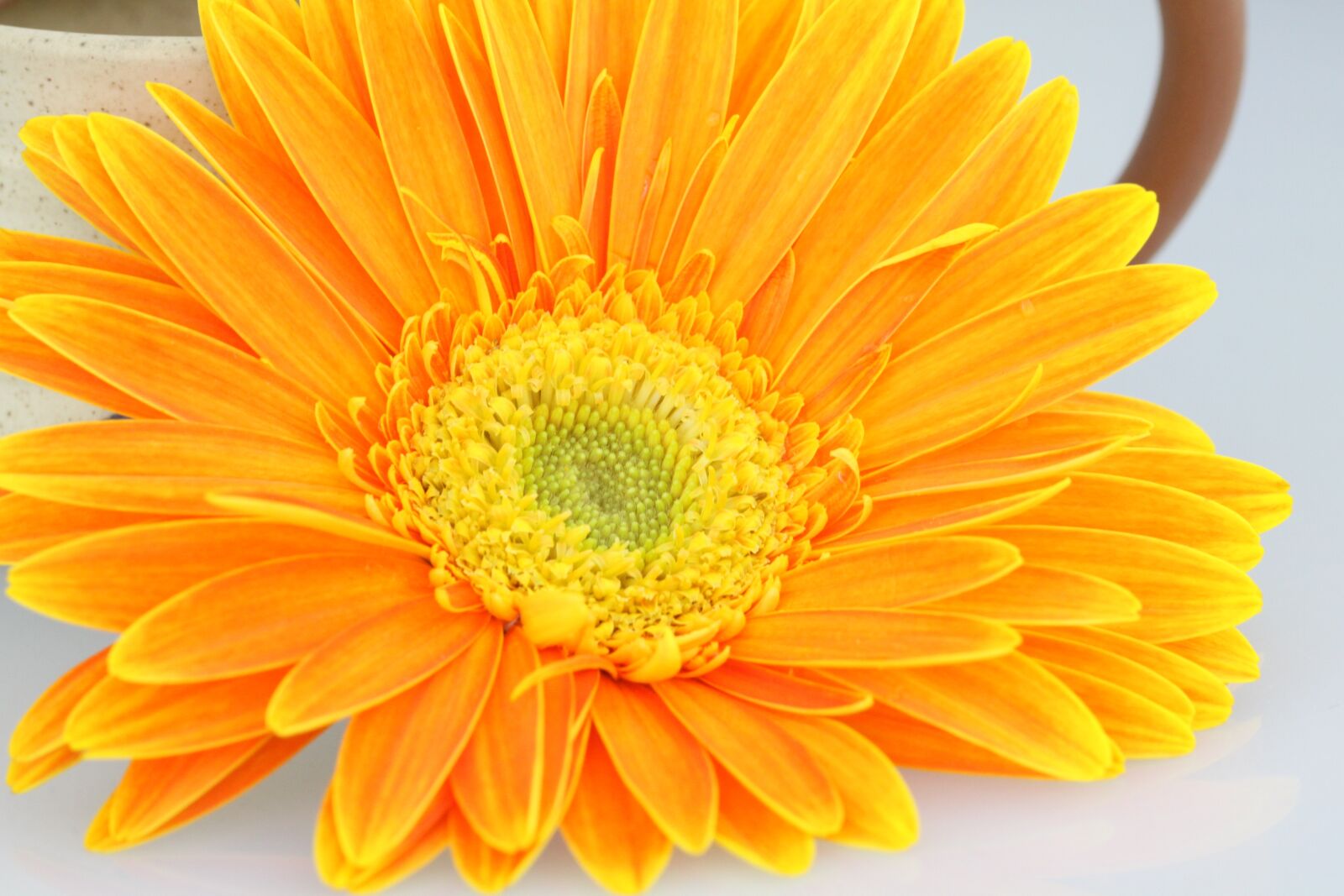Canon EOS 50D sample photo. Chrysanthemum, flower, orange photography