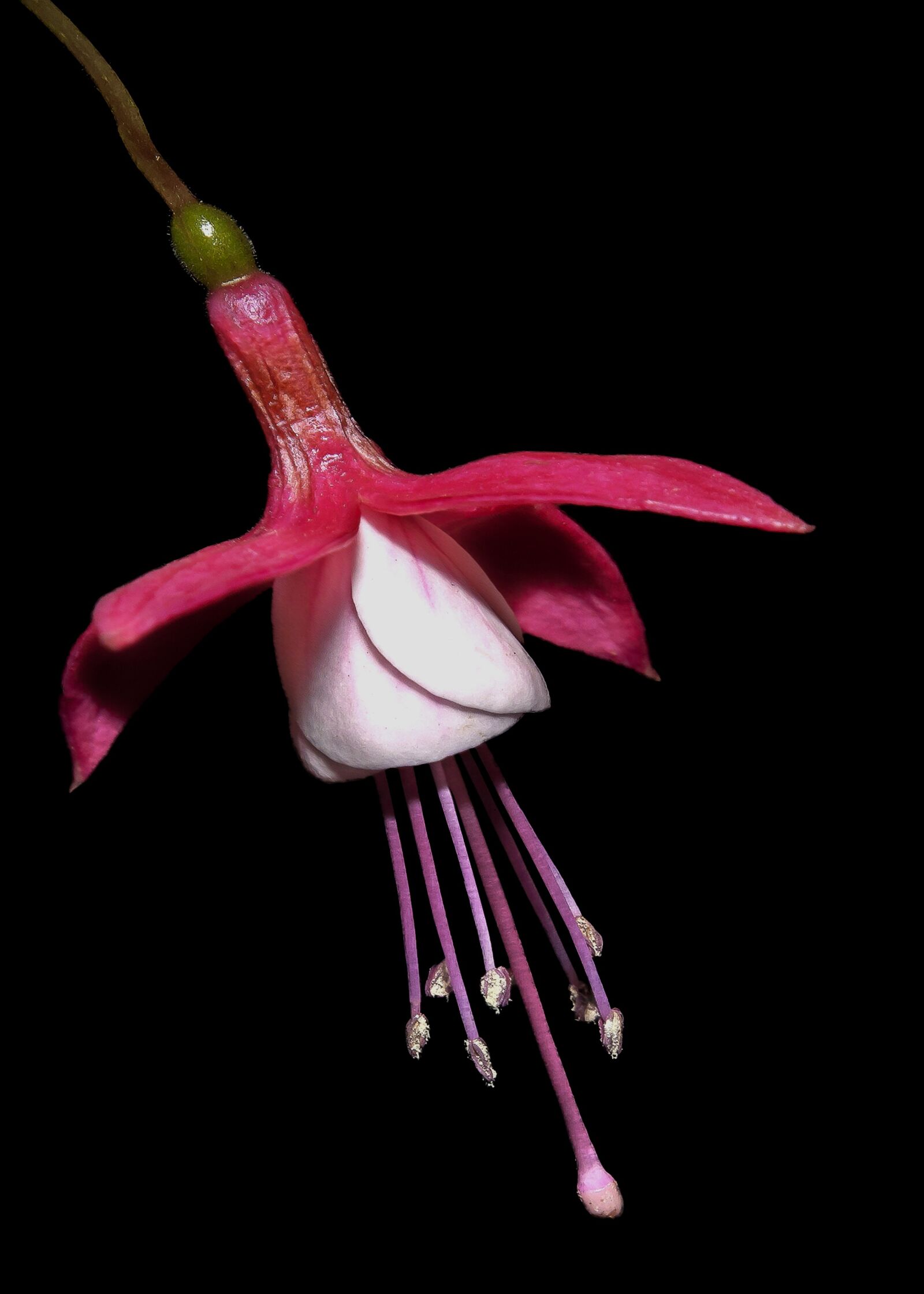 Canon EOS 50D + Canon EF 24-105mm F4L IS USM sample photo. Fuchsia, flower, blossom photography