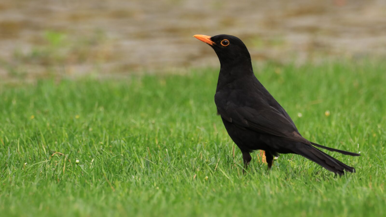 150-600mm F5-6.3 DG OS HSM | Contemporary 015 sample photo. Blackbird, bird, animal photography