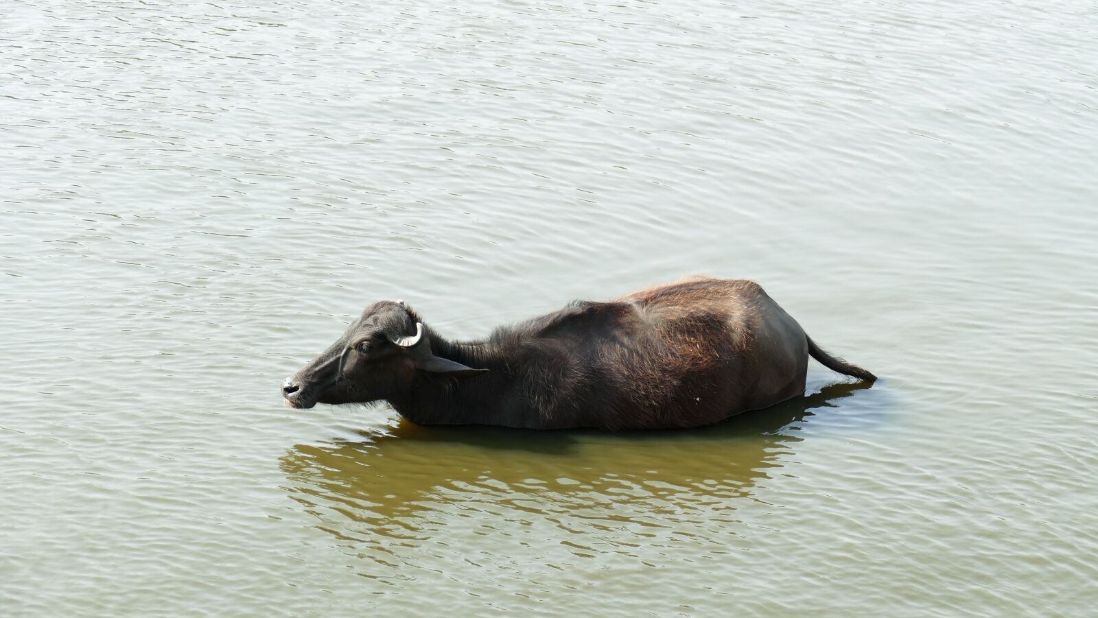 Panasonic Lumix DMC-FZ1000 sample photo. Buffalo, nature, rulers village photography