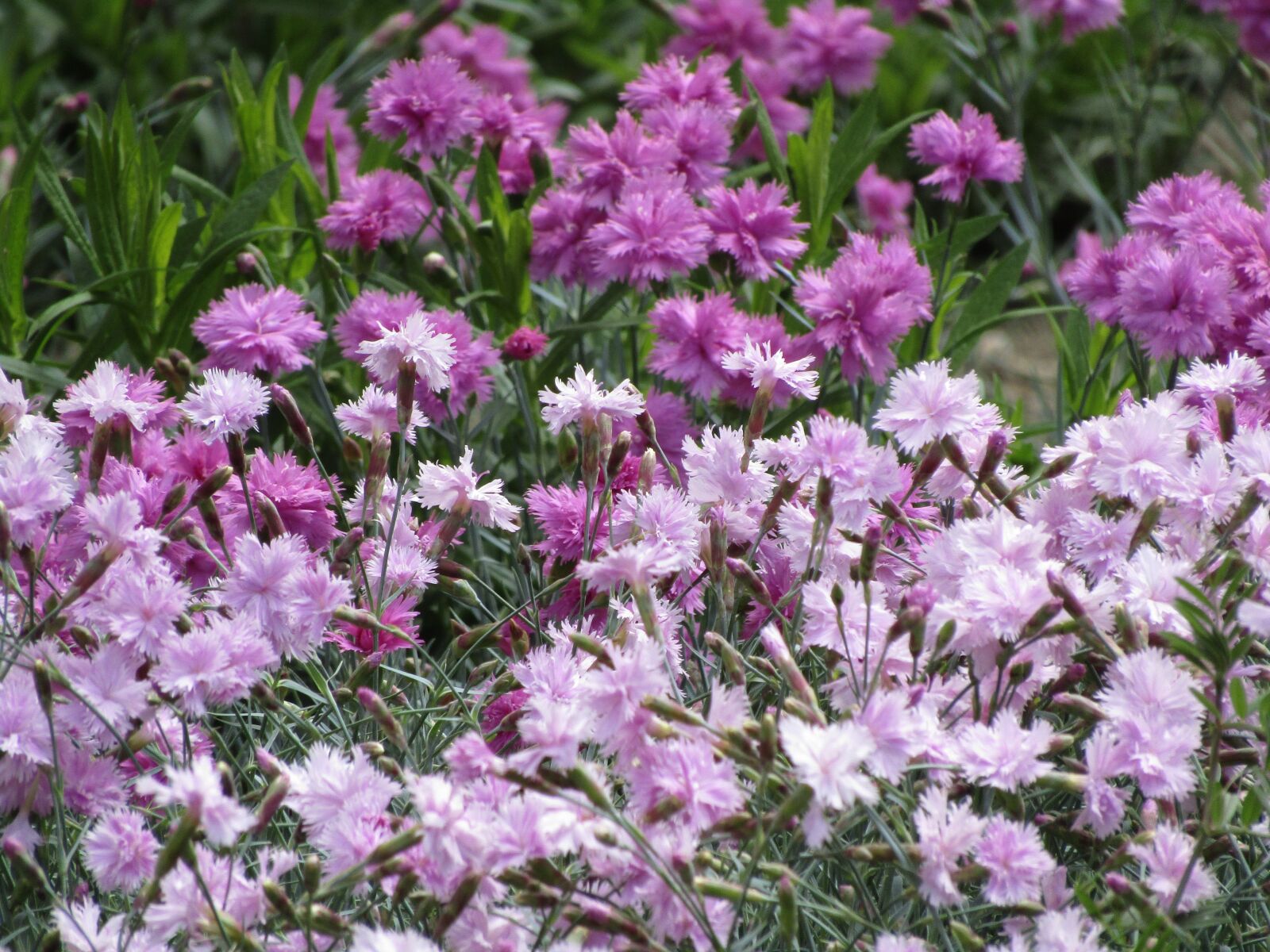 Canon PowerShot SX410 IS sample photo. Flowers, nature, plants photography