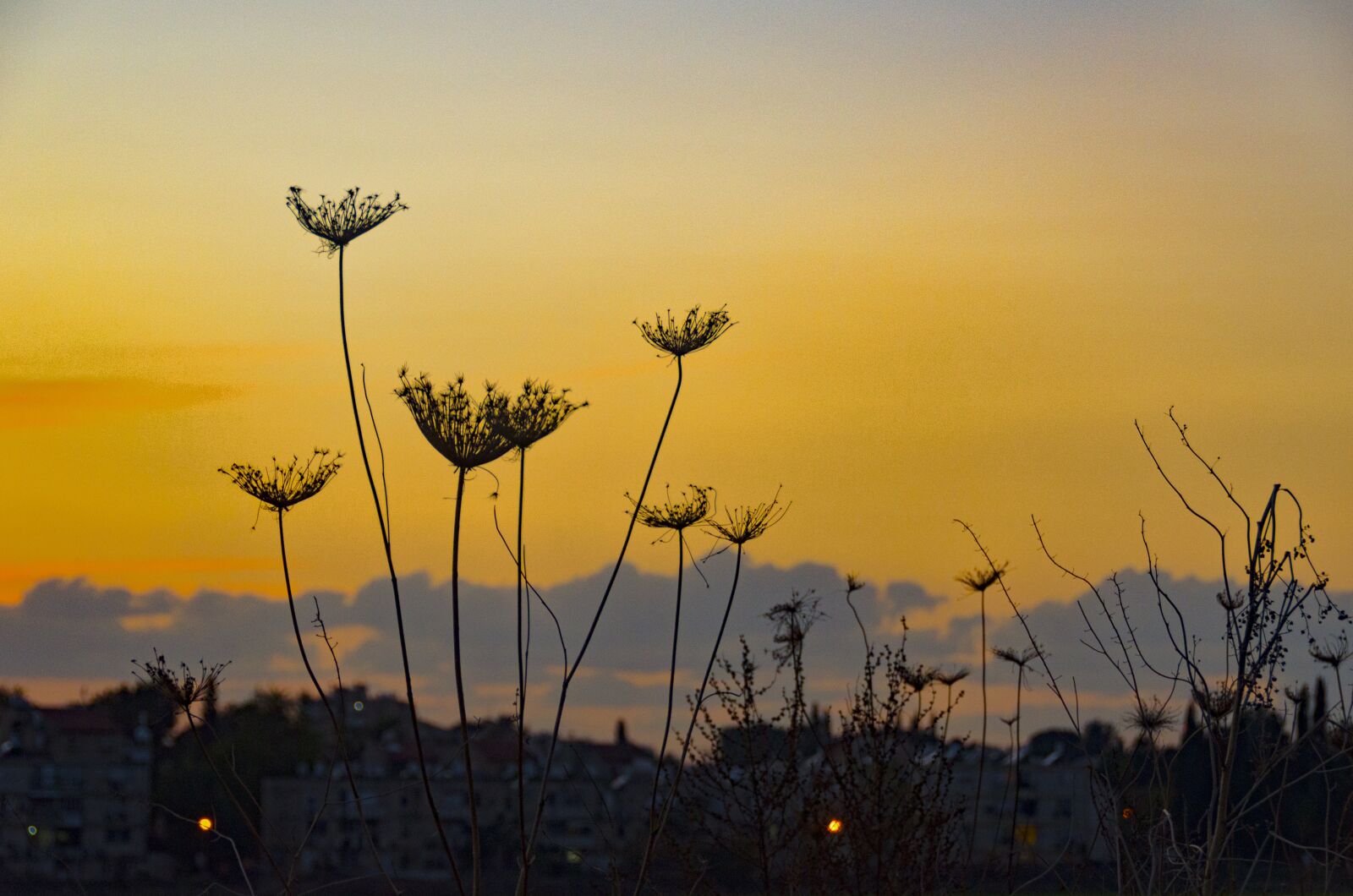 Nikon D7000 sample photo. Flowering, plants, sunset photography