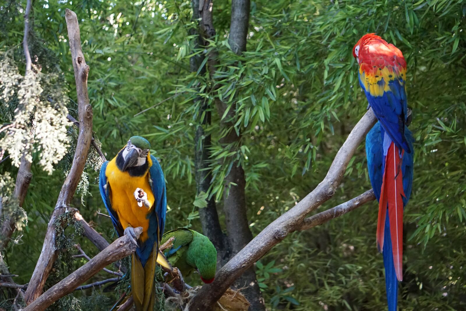 Sony E 55-210mm F4.5-6.3 OSS sample photo. Parrots, parakeets, birds photography