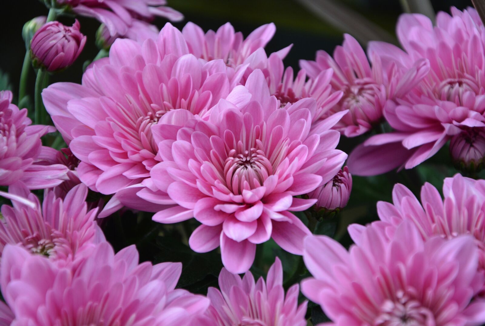 Nikon D5200 sample photo. Mums, flowers, colors photography