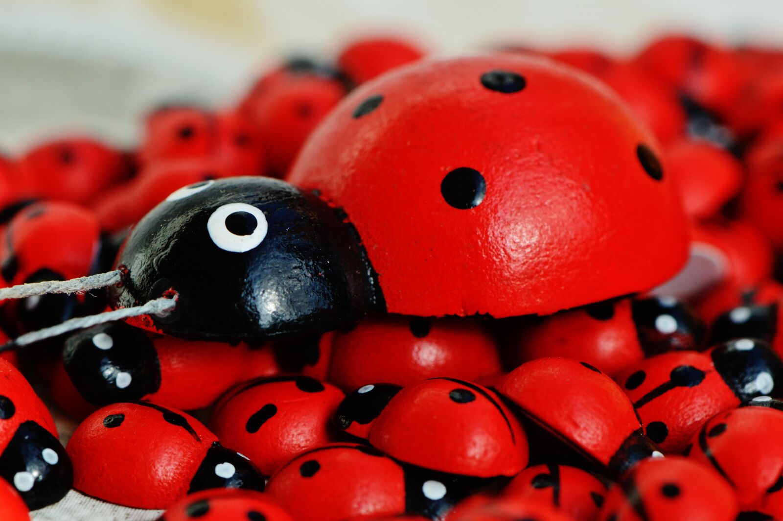 Nikon D3200 sample photo. Ladybug, wood, cute photography