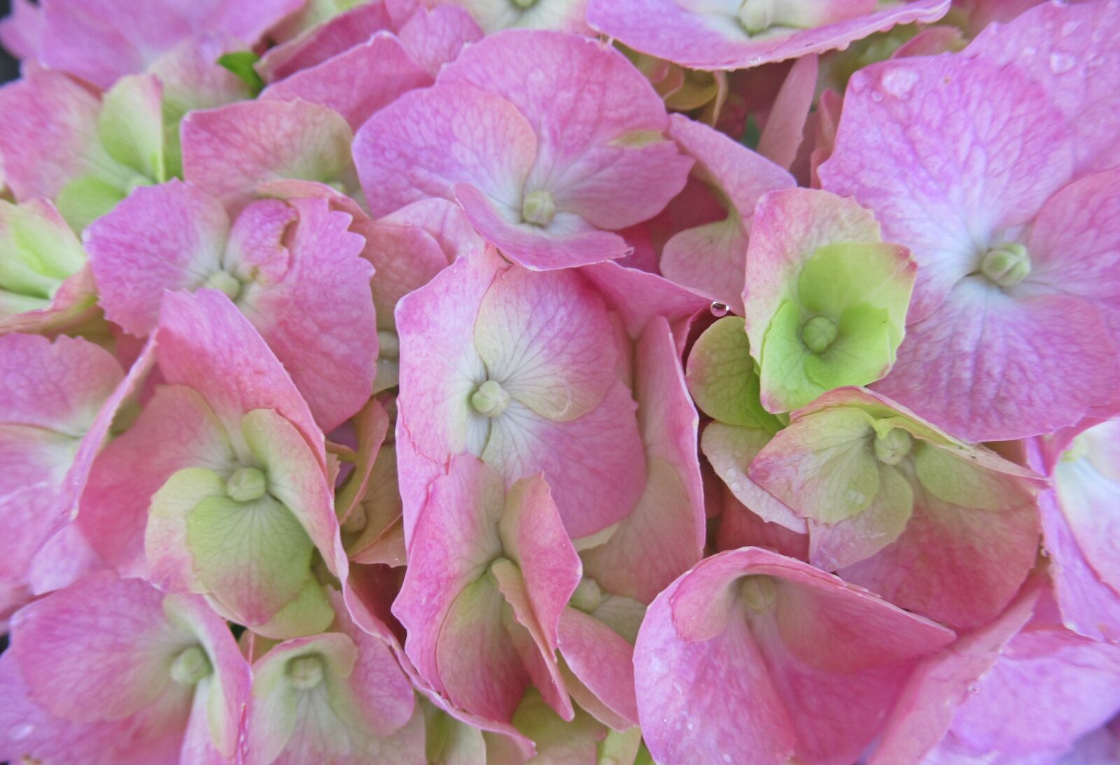 Canon PowerShot SX620 HS sample photo. Rain, flower, hydrangea photography