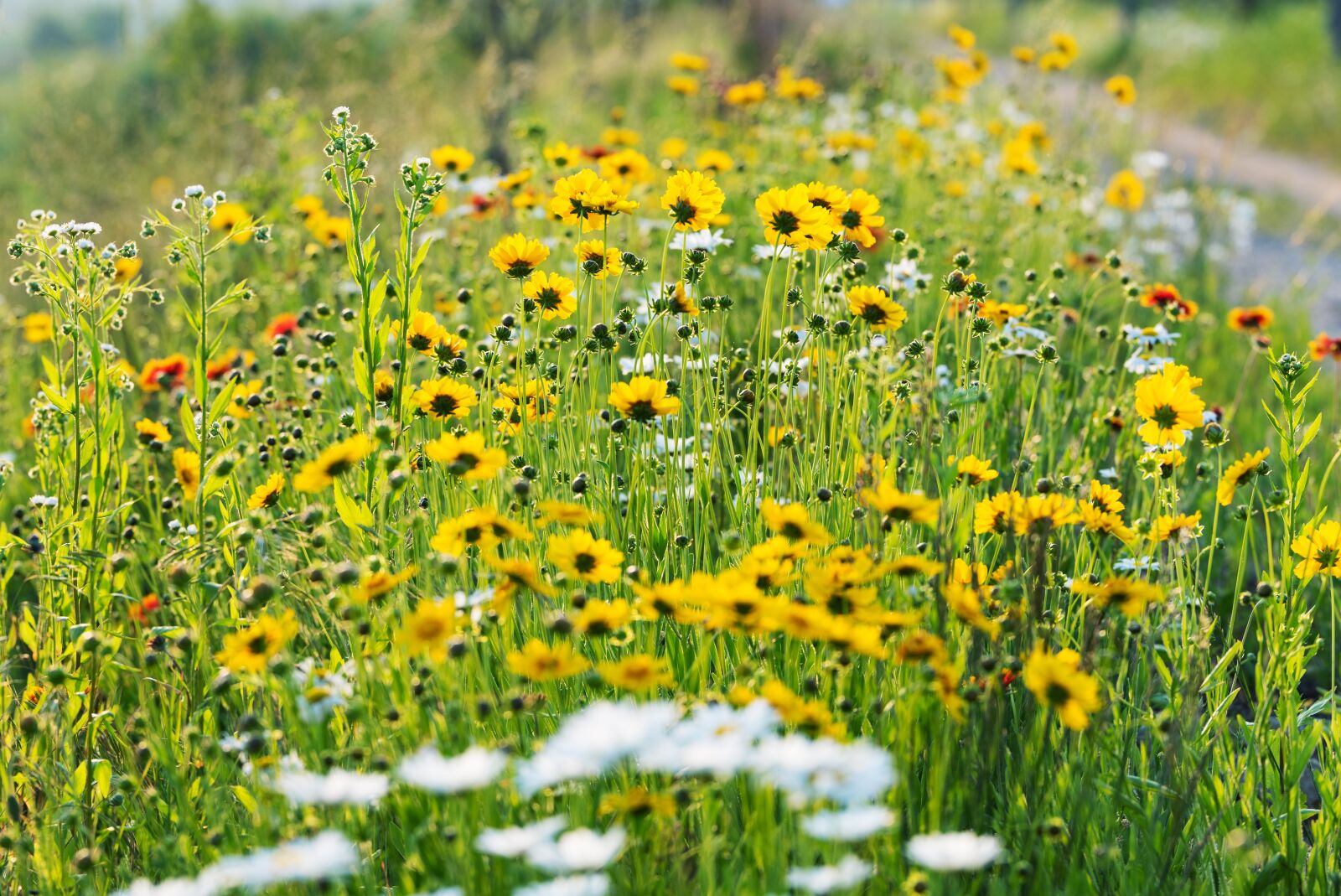 Nikon D750 sample photo. Korea, republic of korea photography