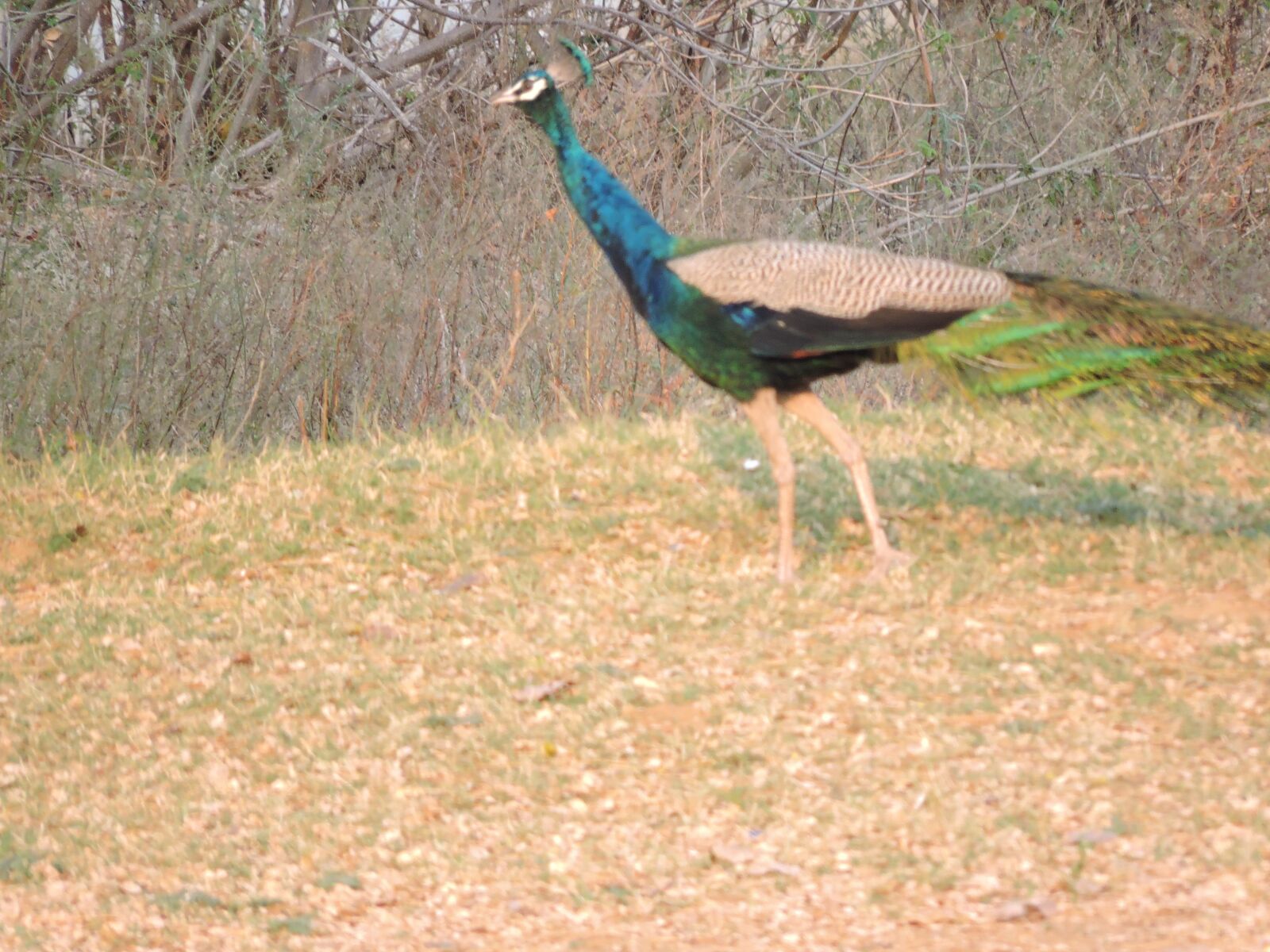 Nikon Coolpix P600 sample photo. Peacock, bird, colourful bird photography
