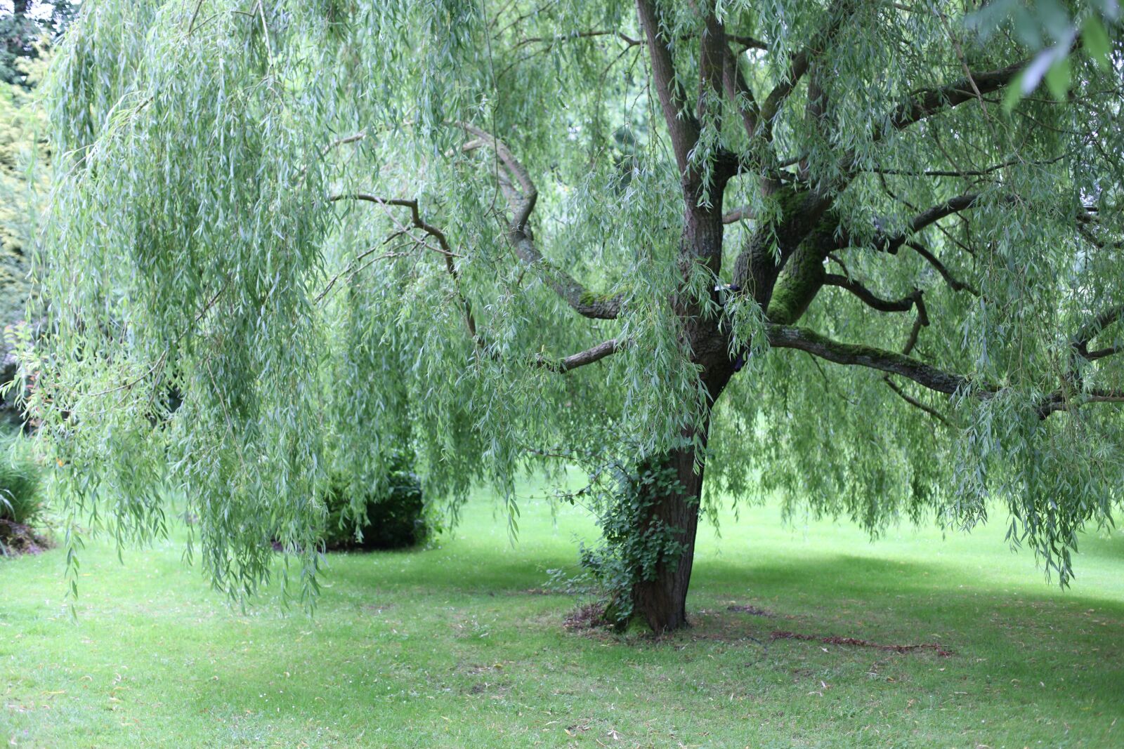 Canon EOS 5D Mark II sample photo. Tree, green, trees photography